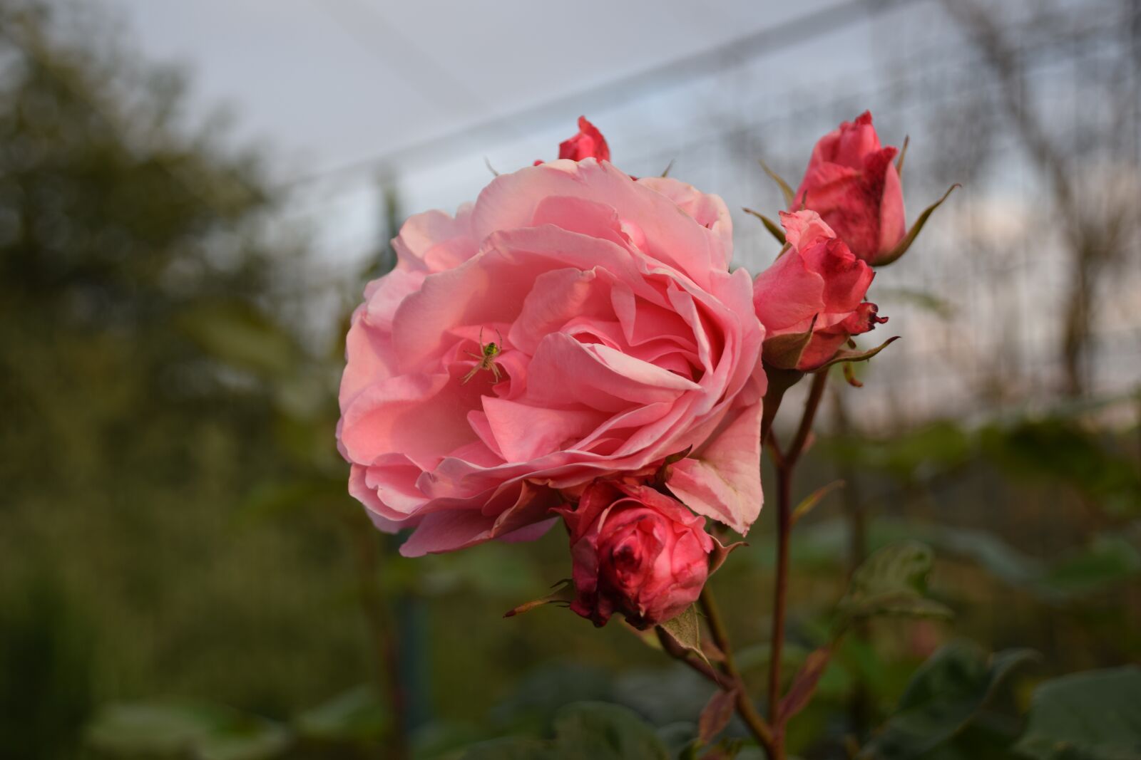 Nikon D3300 sample photo. Rosa, rose, flowers photography
