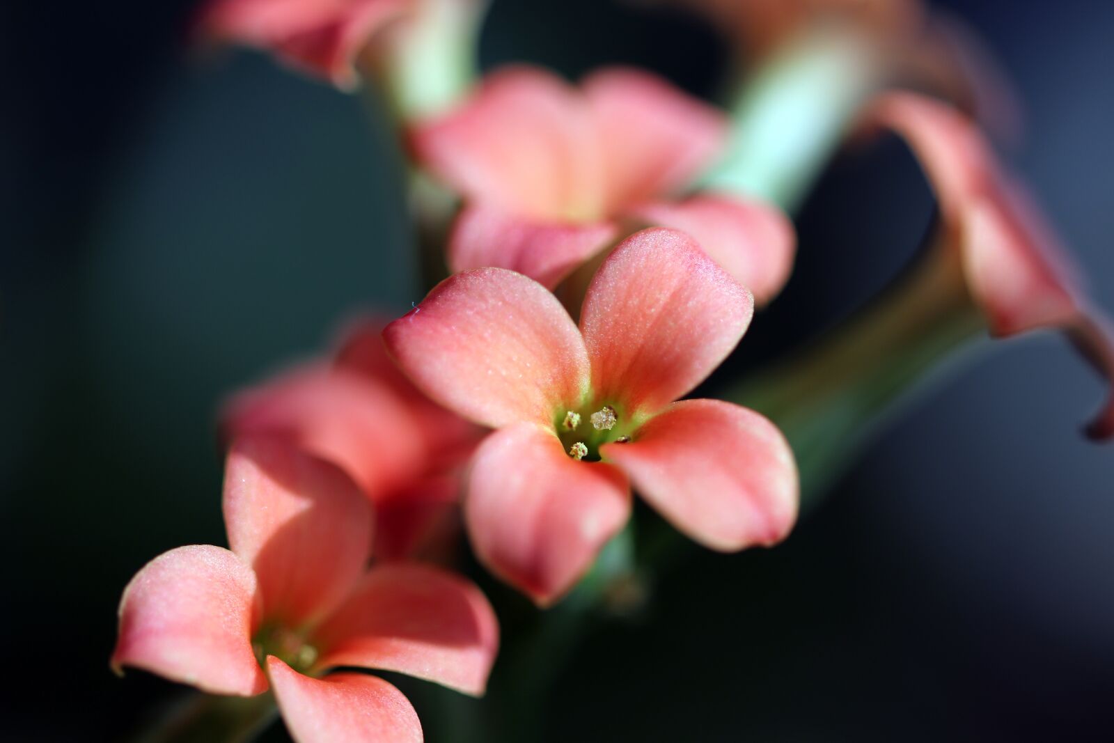 Canon EOS 800D (EOS Rebel T7i / EOS Kiss X9i) sample photo. Mini potted, flowers, potted photography