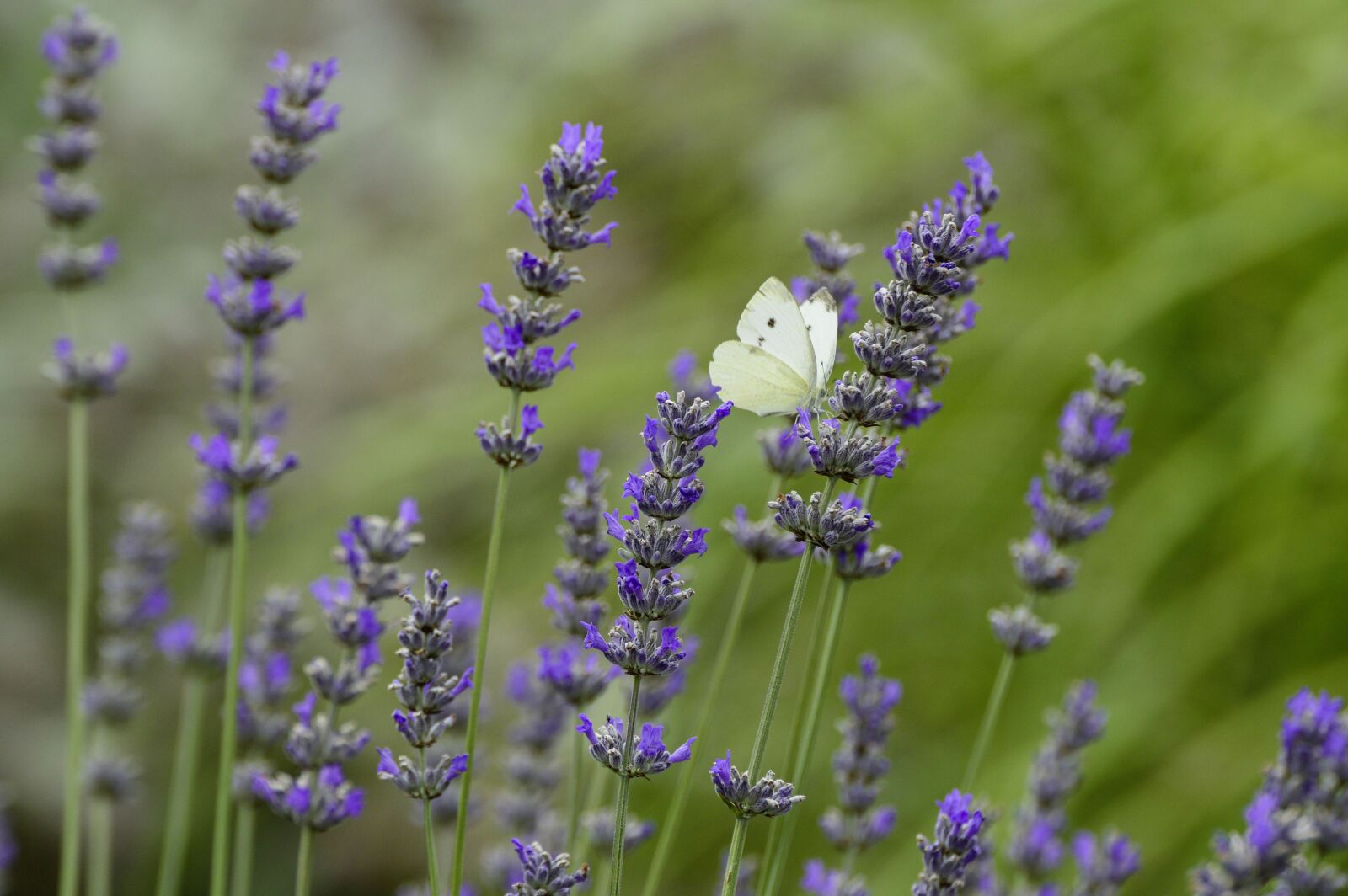 Nikon D3200 sample photo. Lavender, flower, butterfly photography