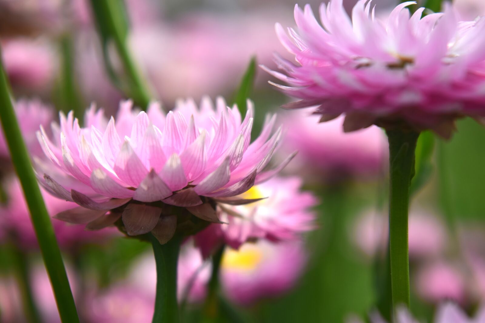 Nikon D5300 sample photo. Flower, petals, nature photography