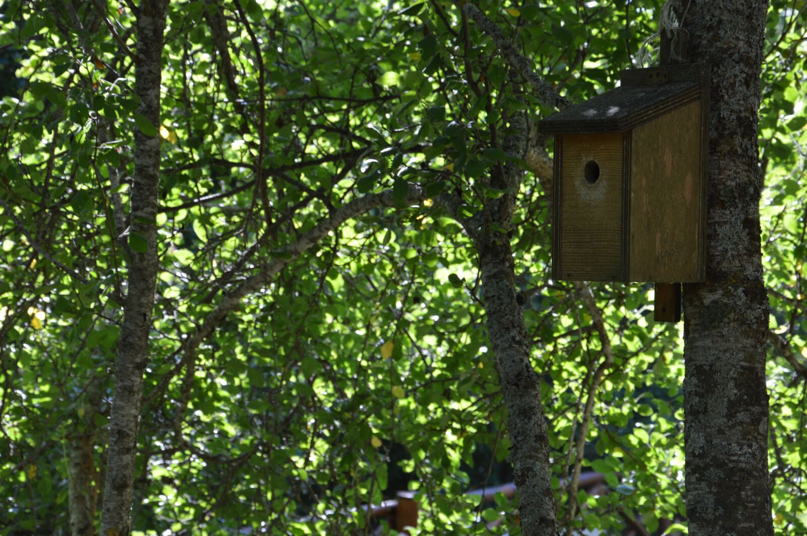 Nikon D3200 sample photo. Forest, trees, nature photography