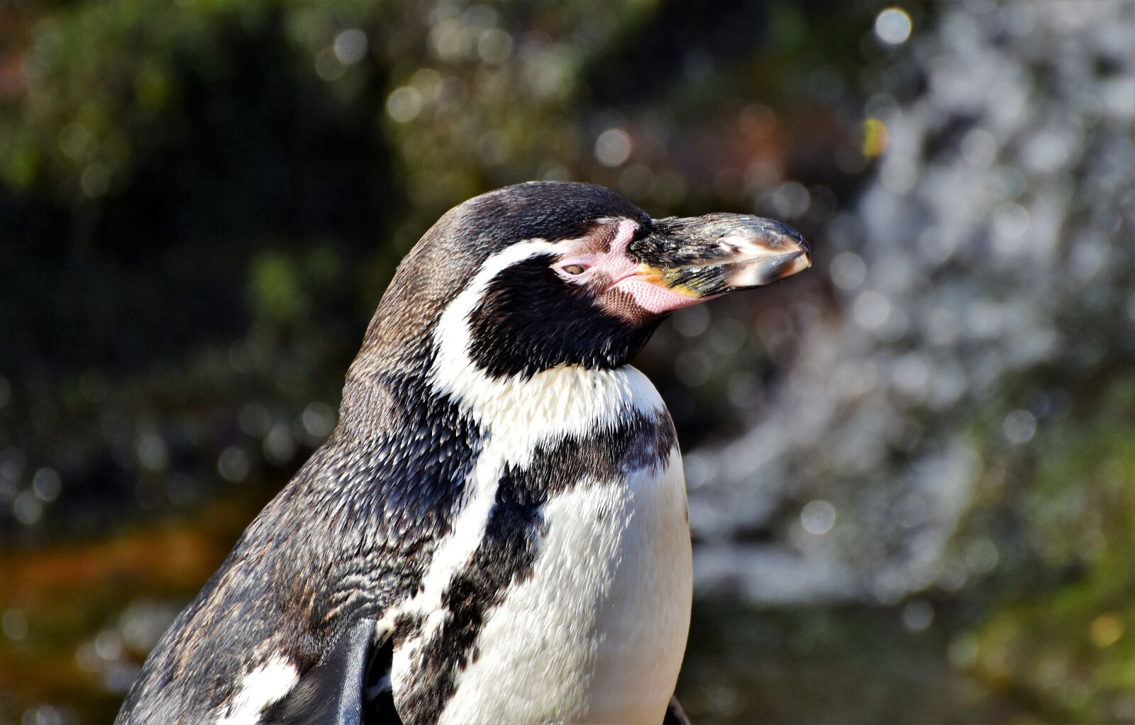 Nikon D7200 sample photo. Penguin, bird, water bird photography