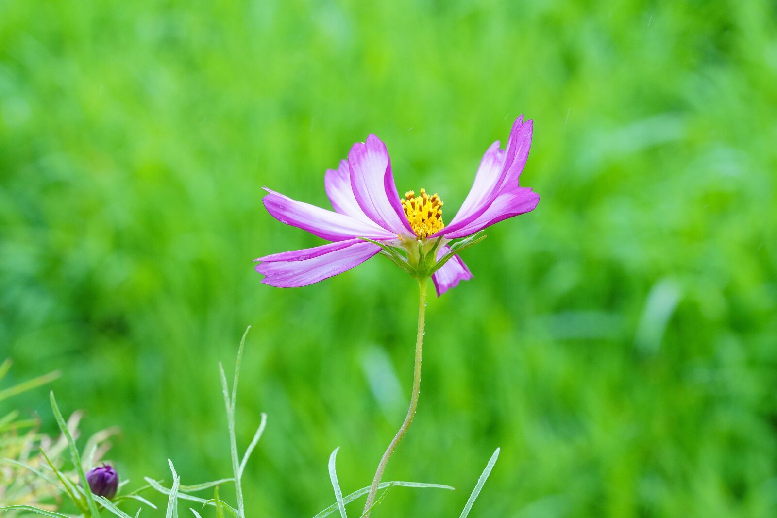 Sony a7R III + Sony FE 90mm F2.8 Macro G OSS sample photo. Cosmos, green, nature photography