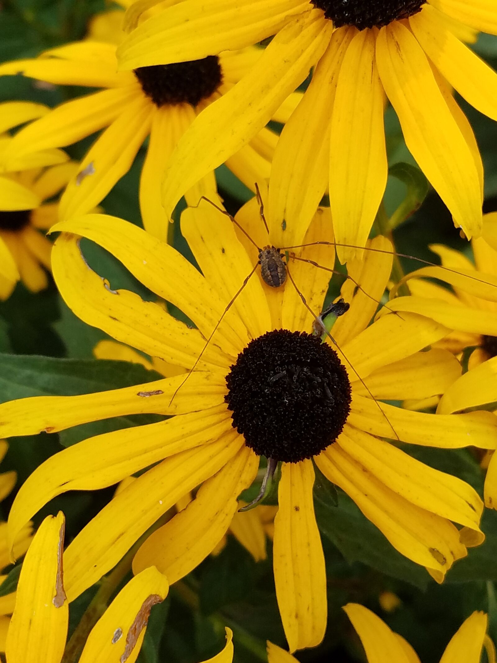 Samsung Galaxy S7 Edge sample photo. Garden, daddy long legs photography