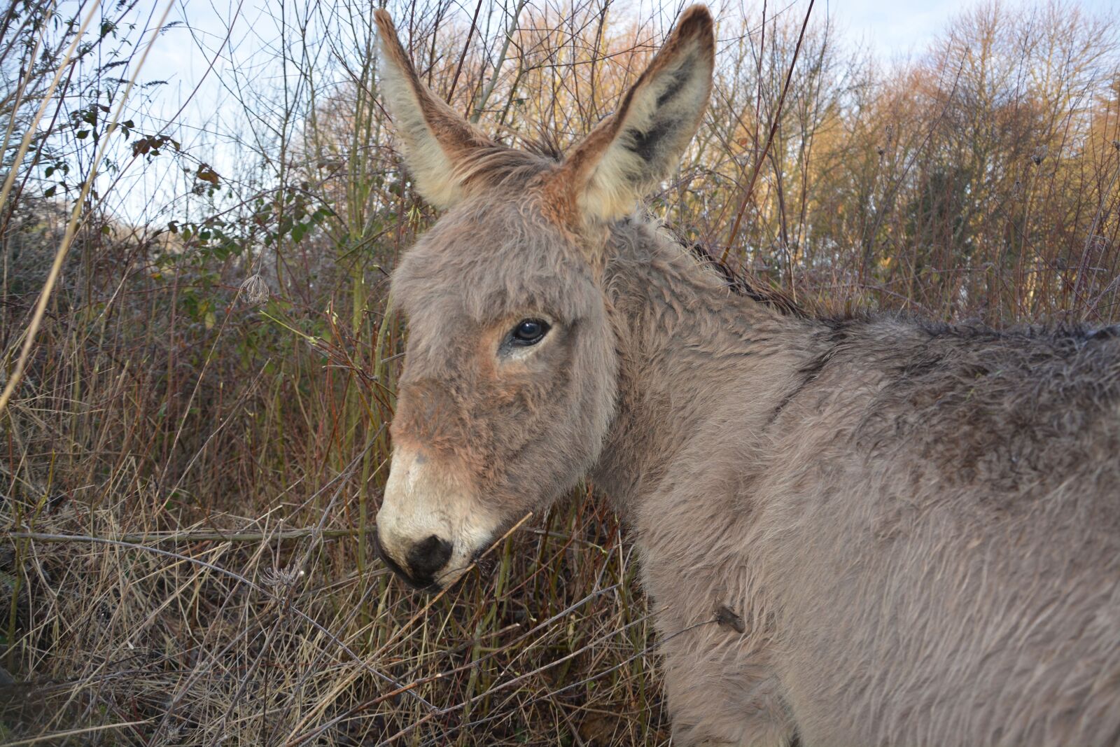 Nikon D5200 sample photo. Donkey, grey, nature photography