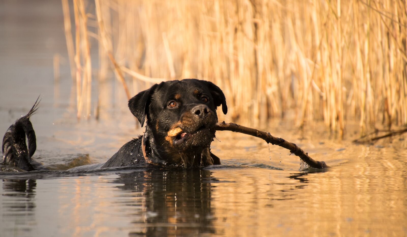 Nikon D3300 sample photo. Waters, nature, animal photography