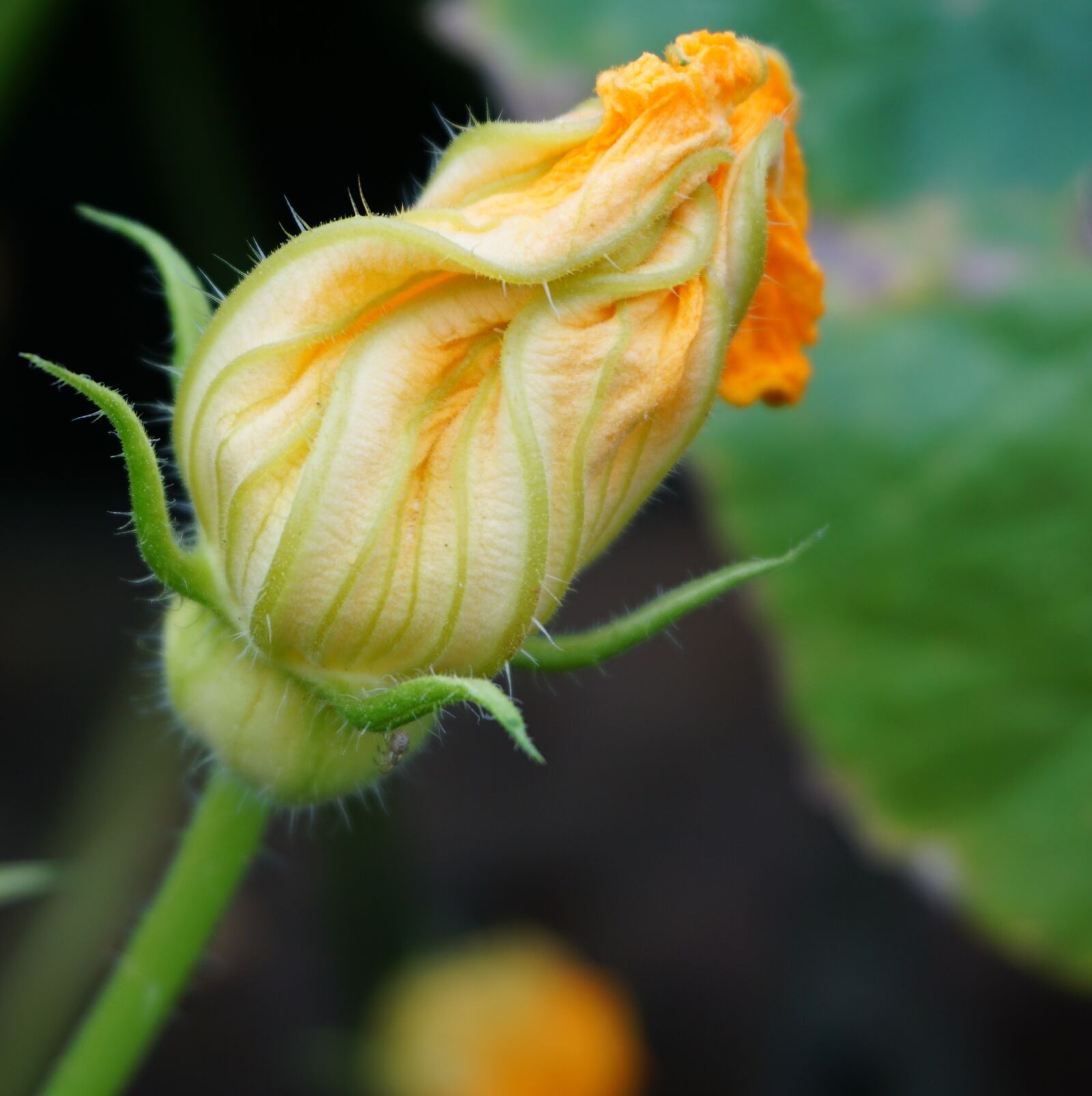 Sony a6000 sample photo. Pumpkin, blossom, bloom photography