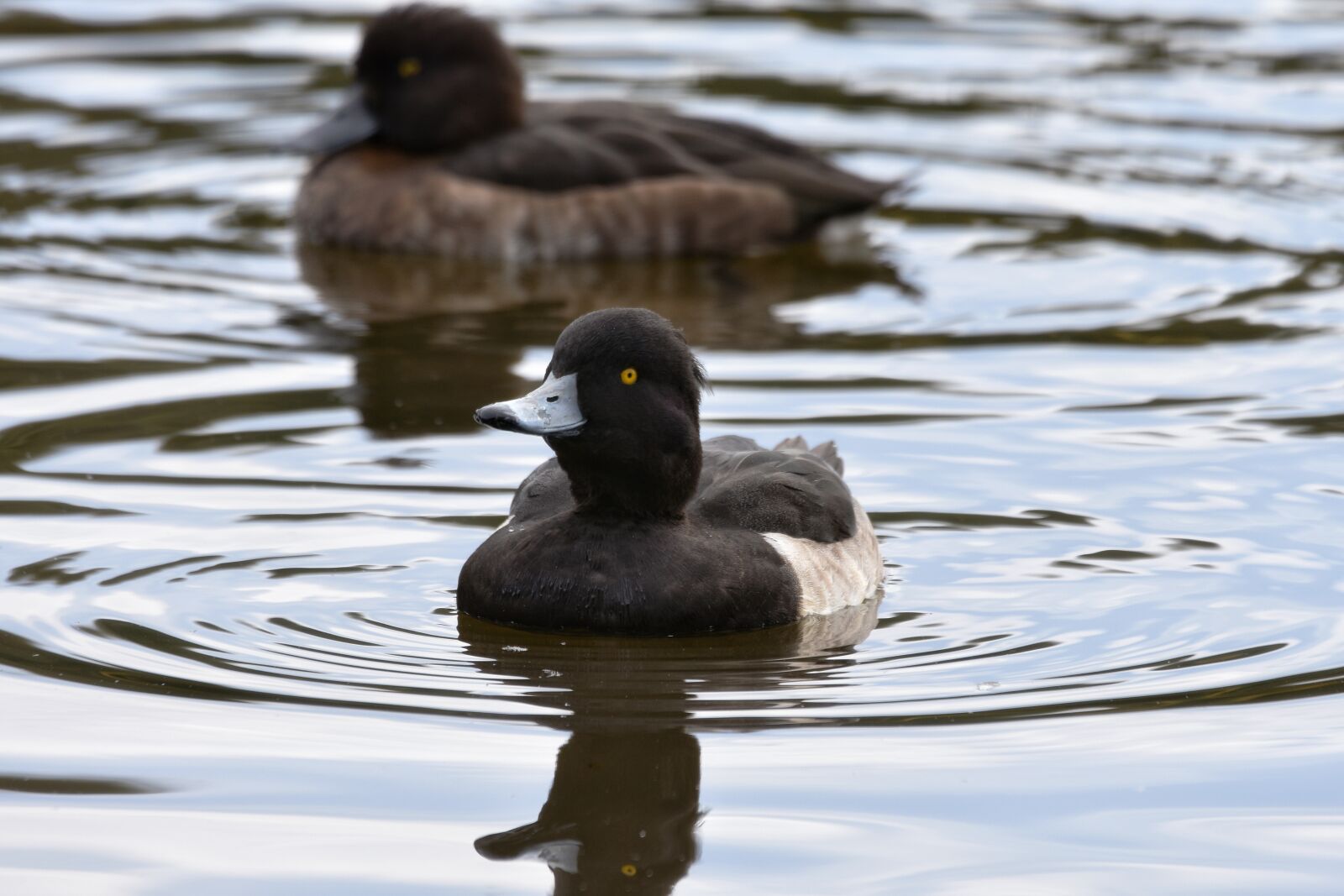 Nikon D7200 sample photo. Animal, pond, bird photography