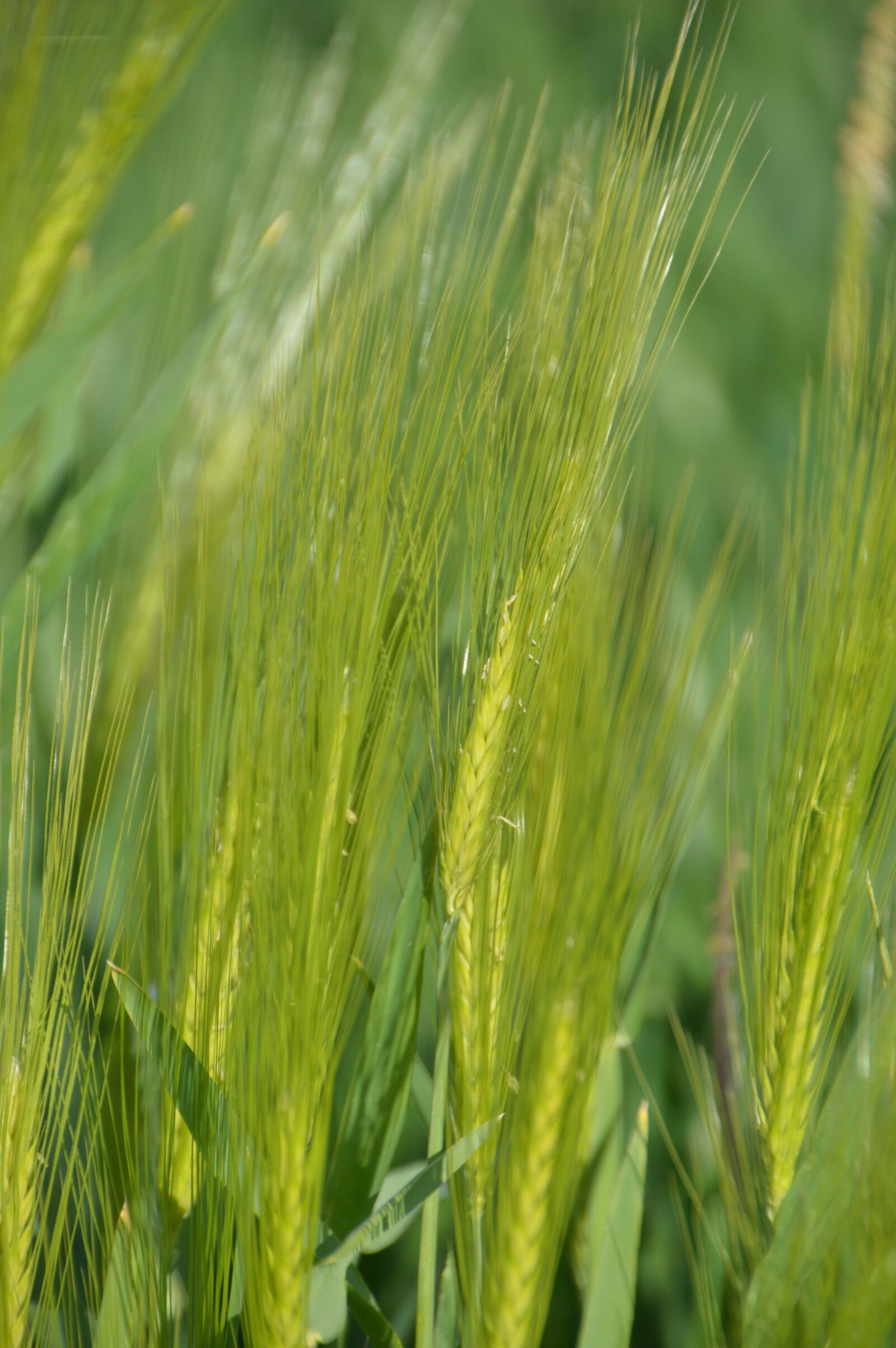 Nikon D3200 sample photo. Oats, nature, agricultural photography