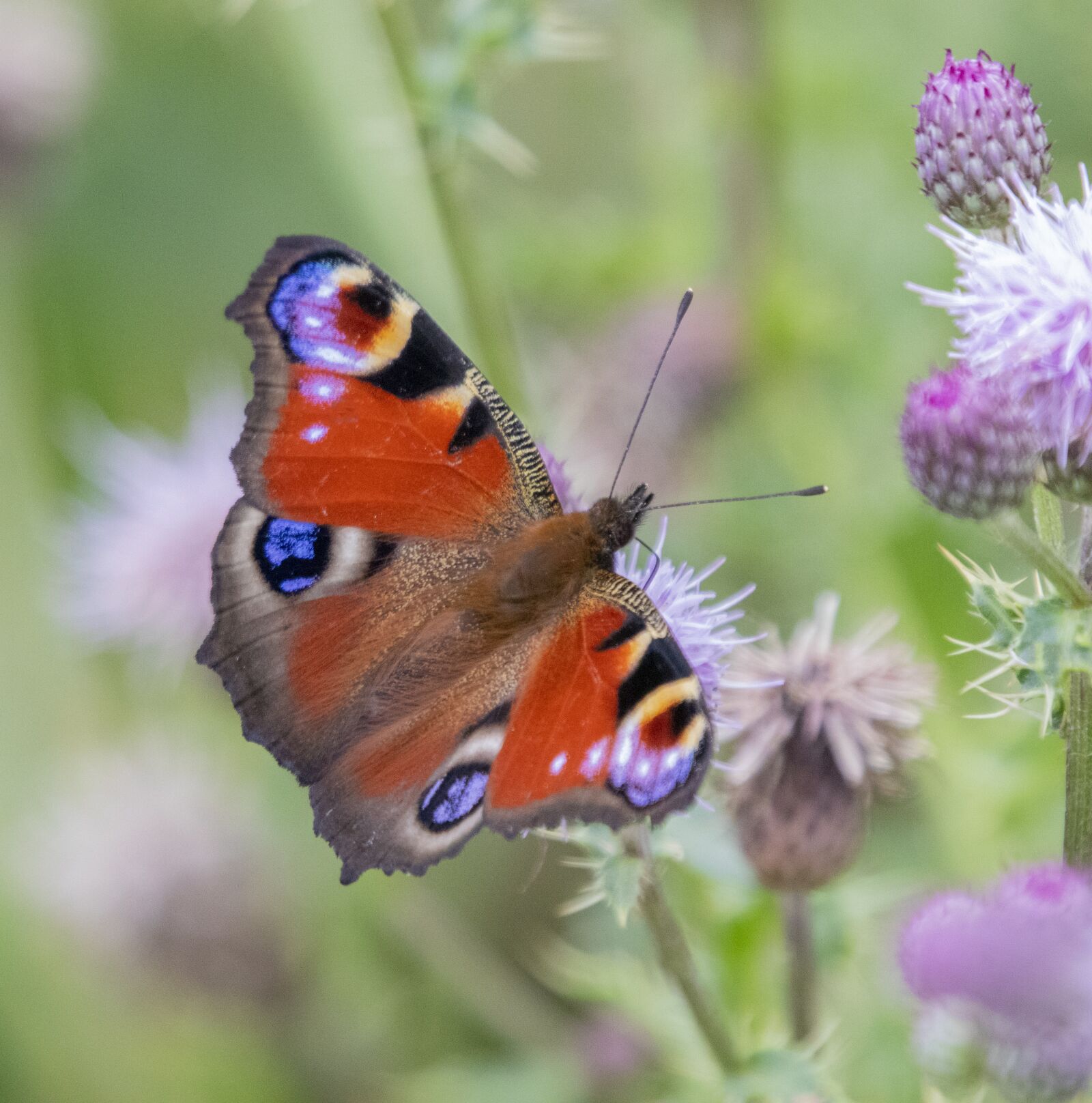 Sigma 100-400mm F5-6.3 DG OS HSM sample photo. Peacock, butterfly, insect photography