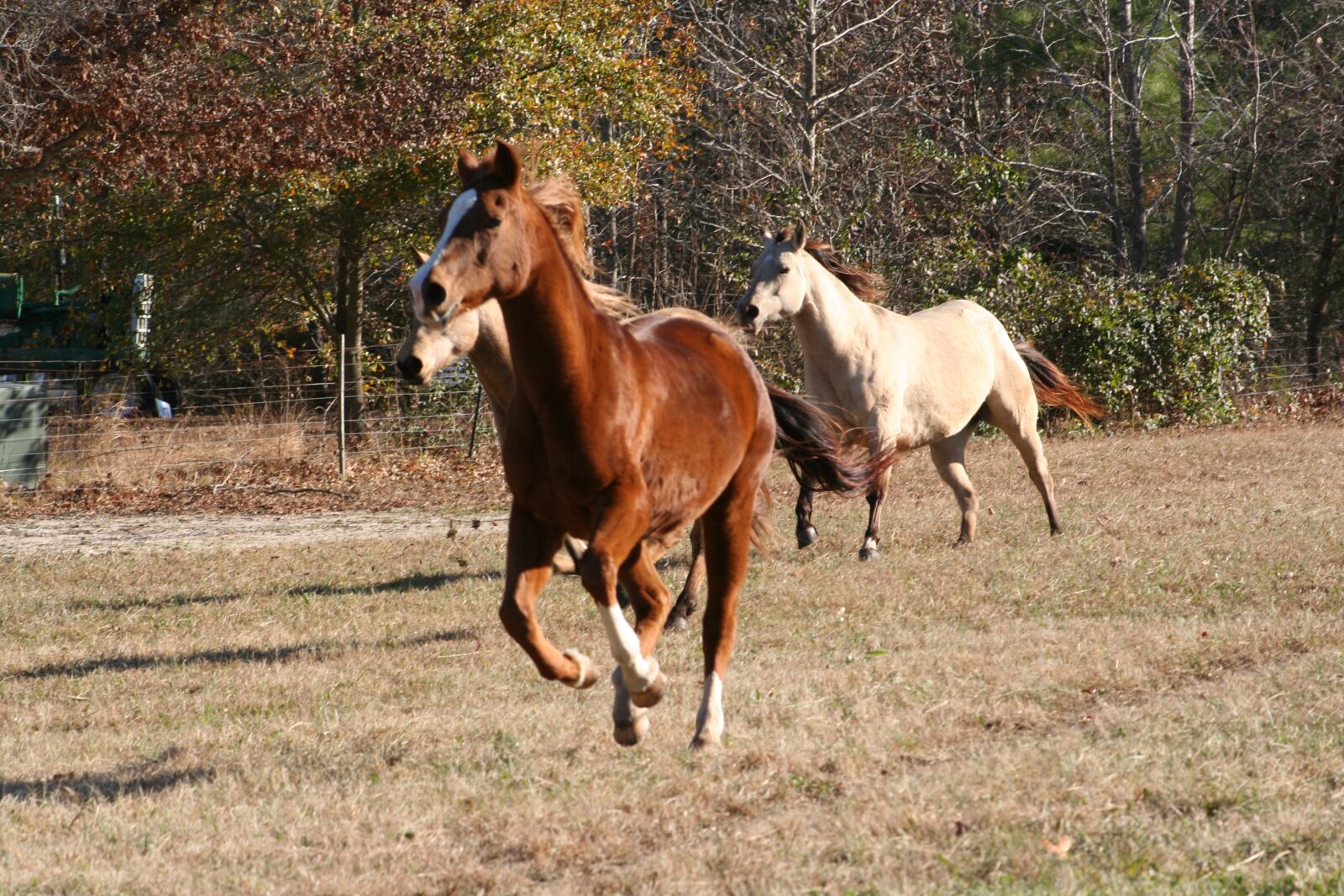 Canon EOS 350D (EOS Digital Rebel XT / EOS Kiss Digital N) sample photo. Horses, ranch, farm photography