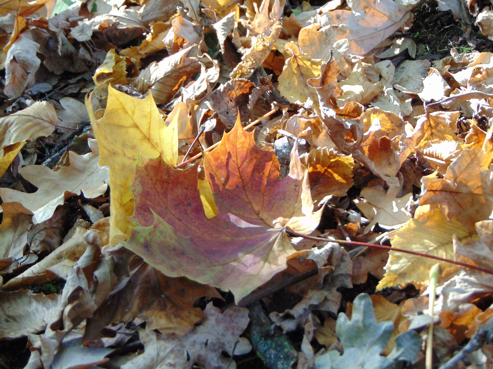 Sony Cyber-shot DSC-H300 sample photo. Autumn, leaves photography