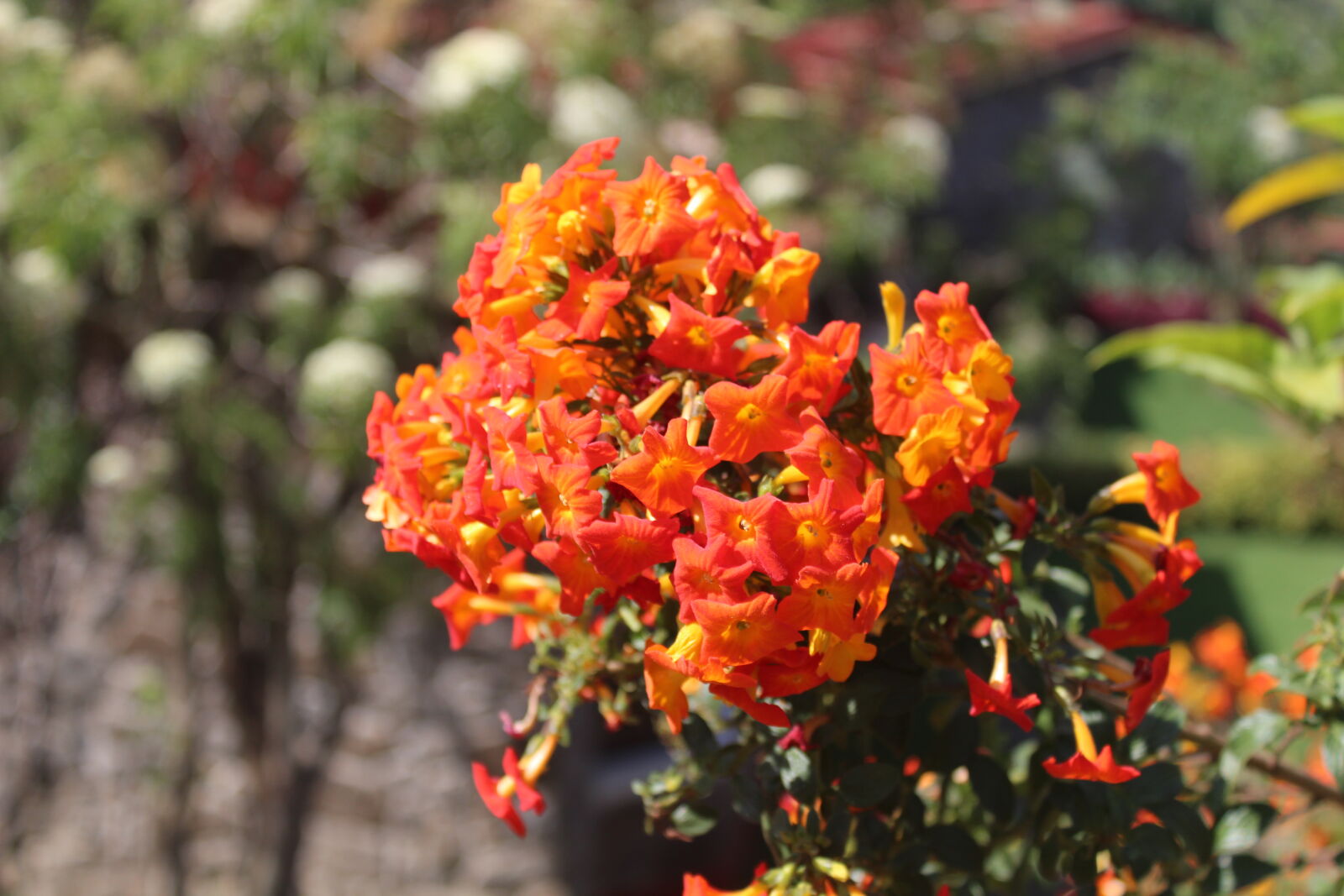 Canon EOS 1300D (EOS Rebel T6 / EOS Kiss X80) sample photo. Bunch, of, orange, flowers photography