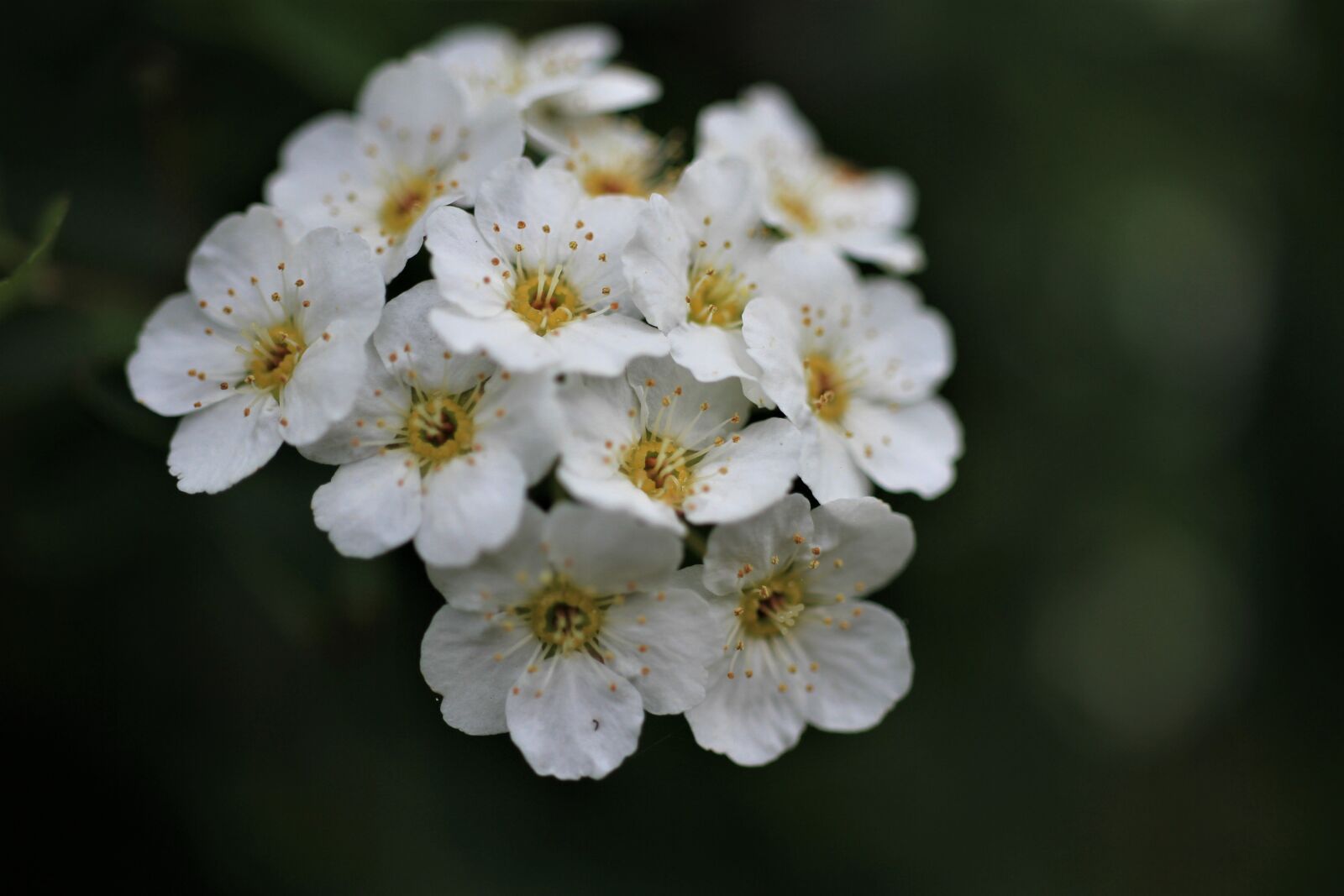 Canon EF-S 35mm F2.8 Macro IS STM sample photo. The canton of spiraea photography