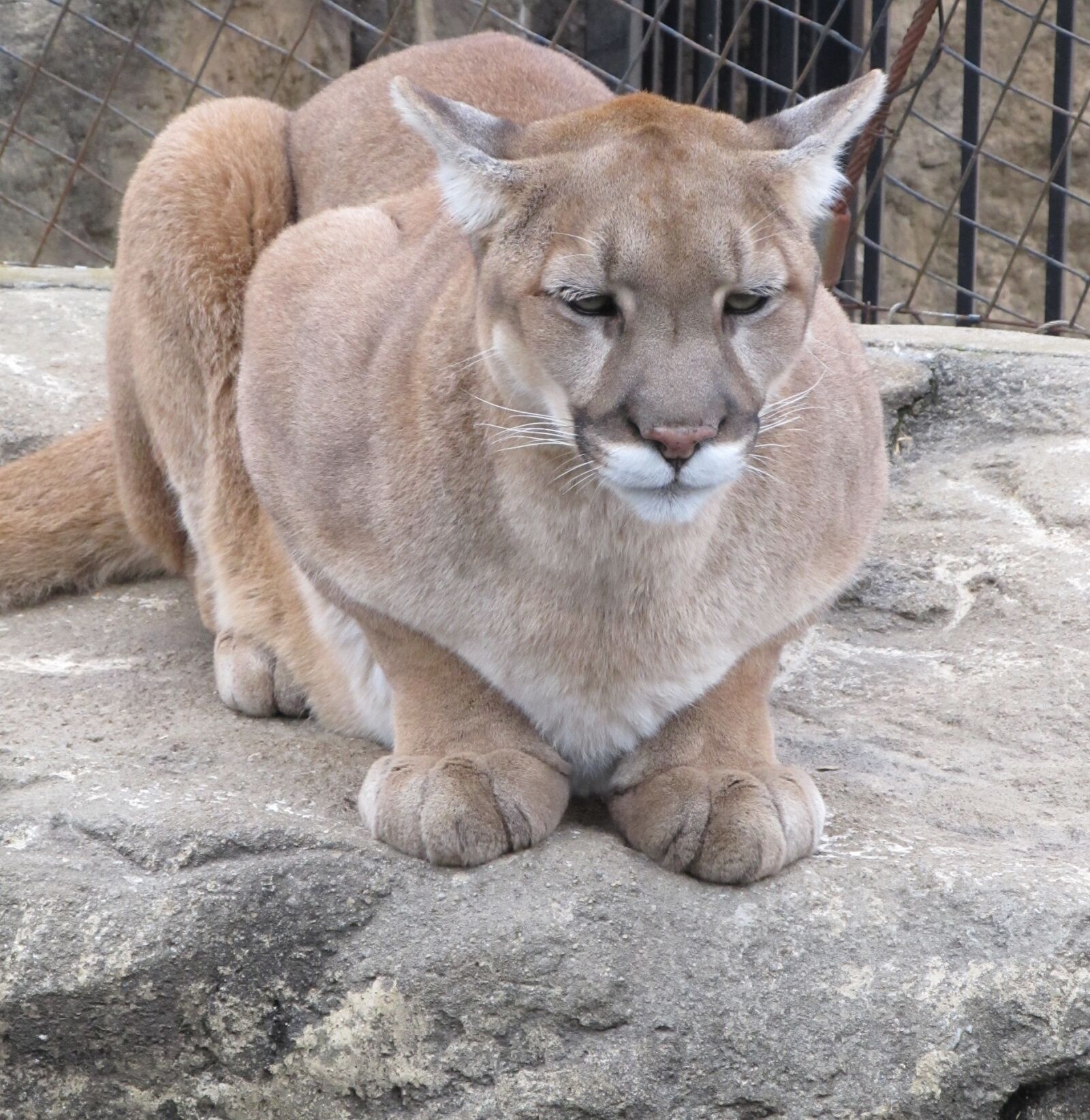 Canon PowerShot SX130 IS sample photo. Cougar, puma, mountain lion photography