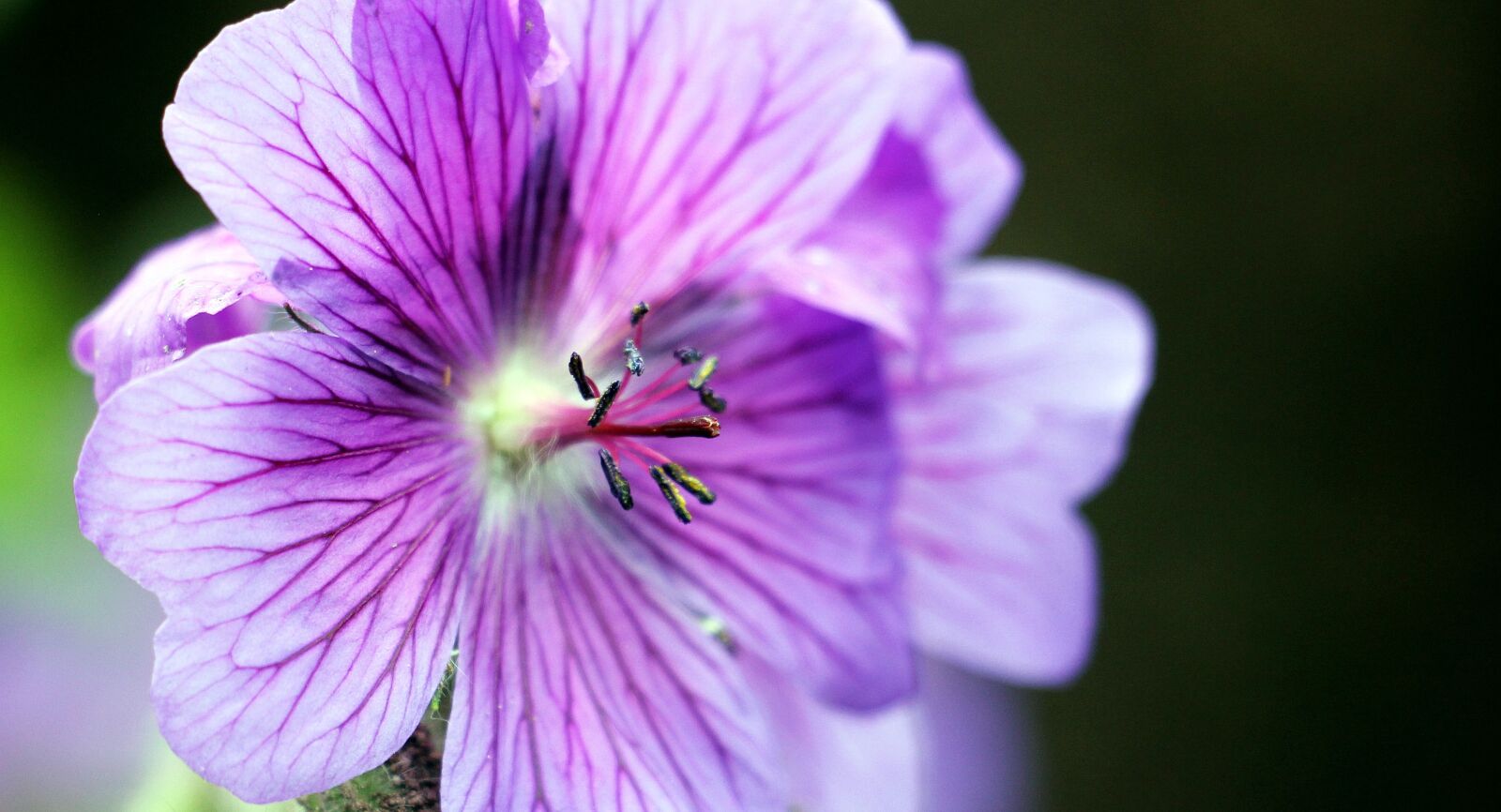 Canon EOS 550D (EOS Rebel T2i / EOS Kiss X4) sample photo. Cranesbill, stork beak bird photography