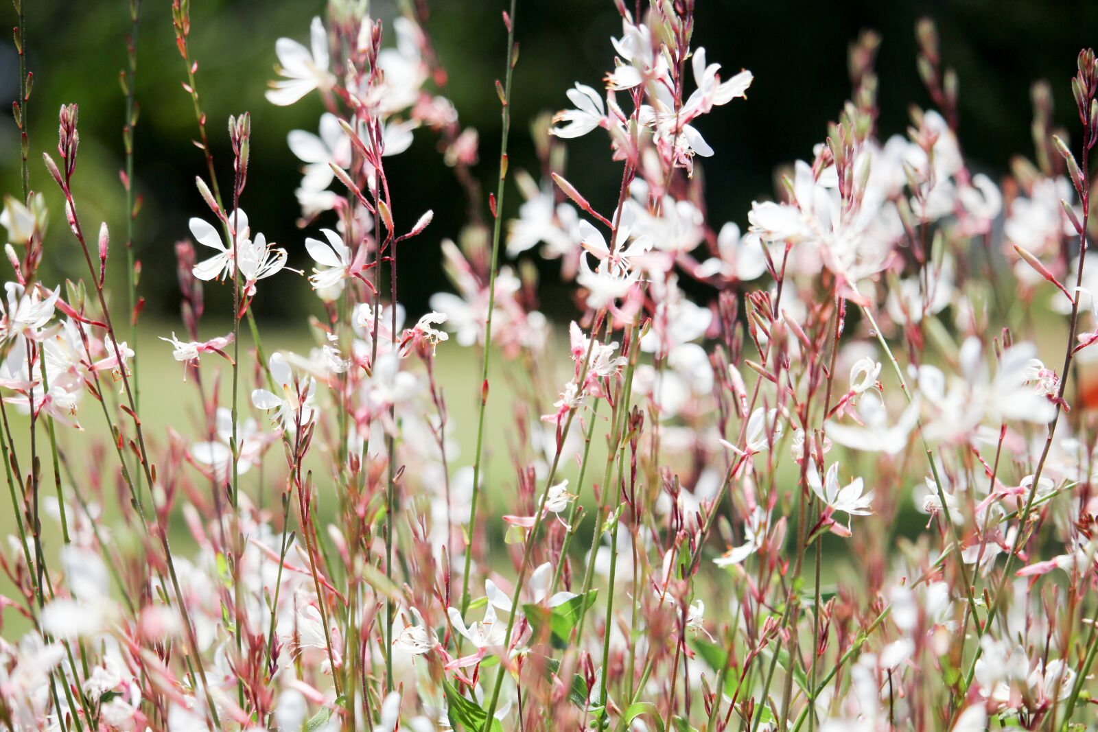 Canon EF-S 55-250mm F4-5.6 IS STM sample photo. Pink, white, flower photography