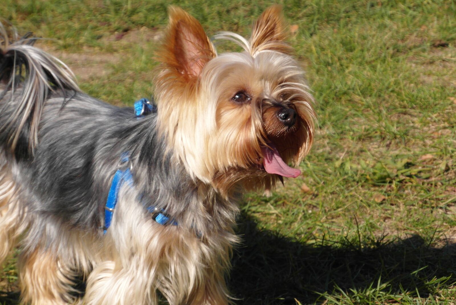 Samsung WB750 sample photo. Doggy, small, york photography