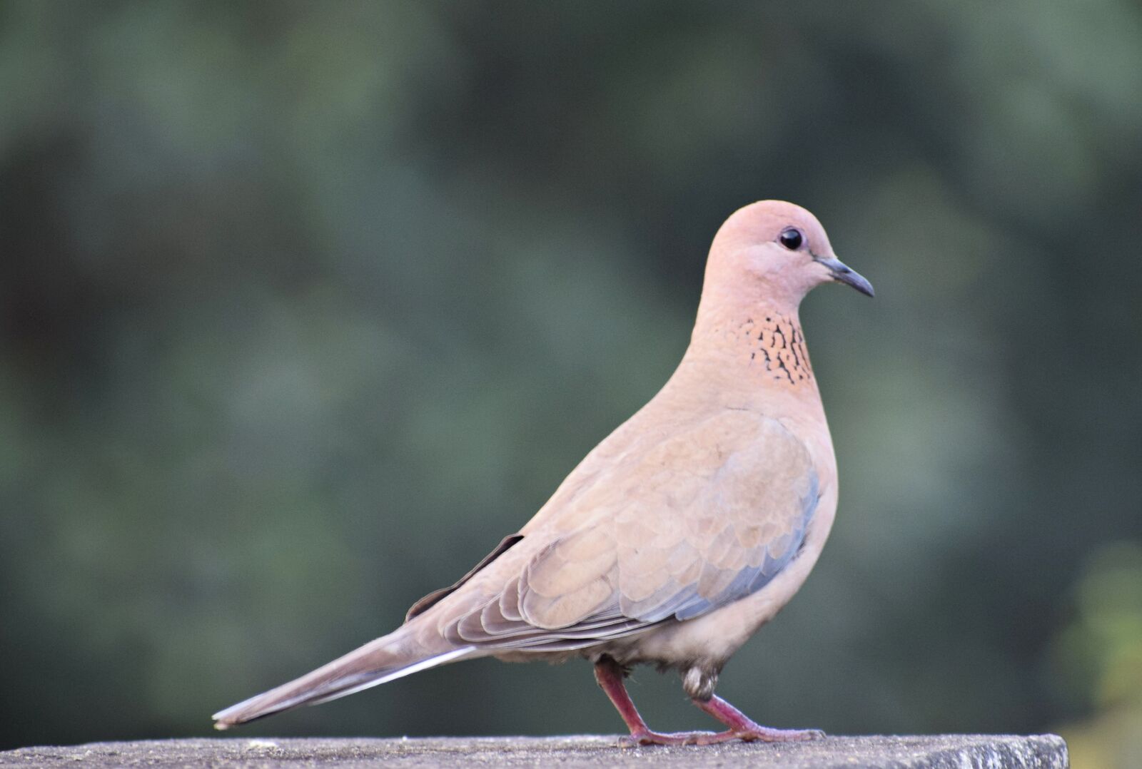 Nikon D3300 sample photo. Bird, nature, animal photography