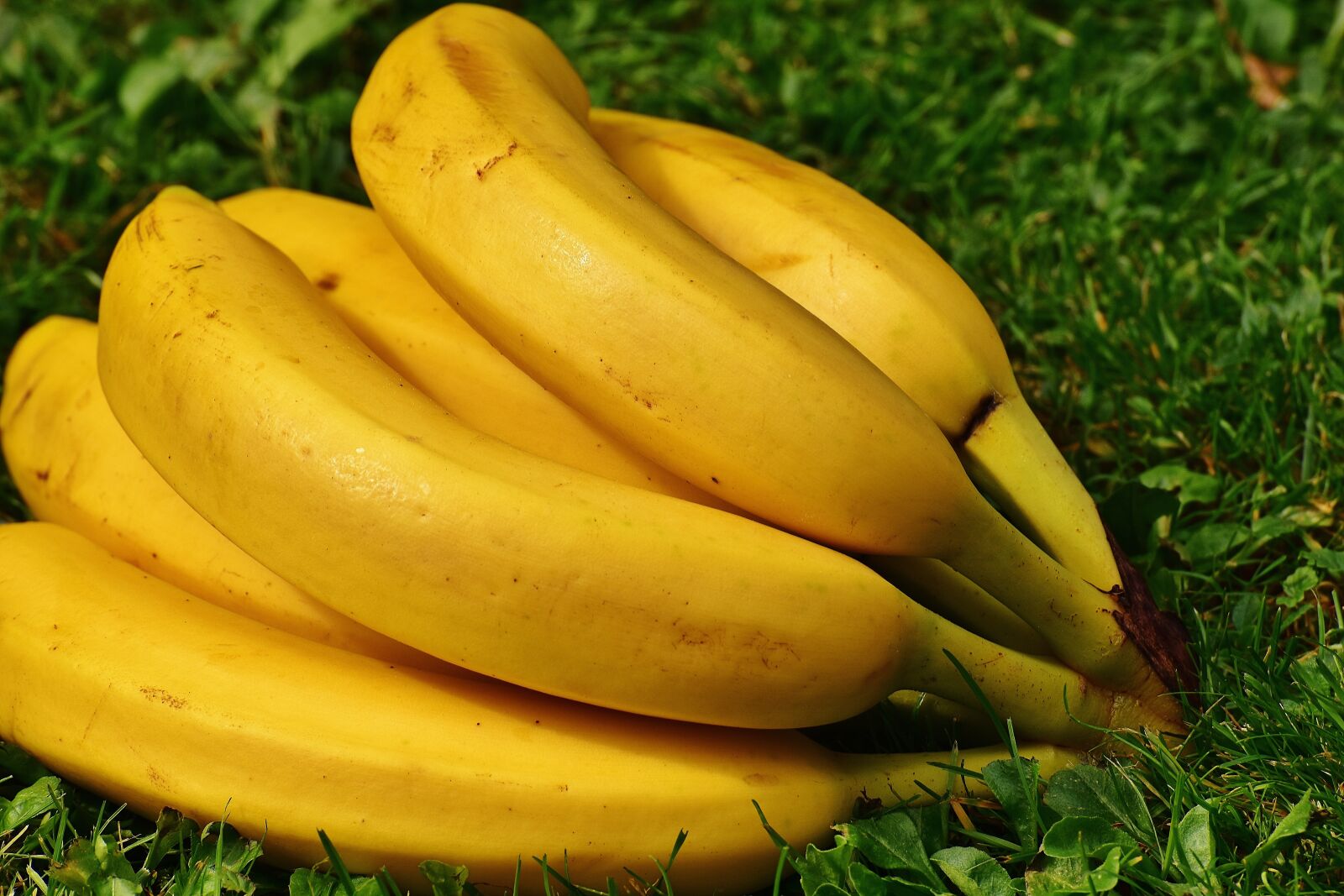 Nikon D7200 sample photo. Bananas, fruits, fruit photography