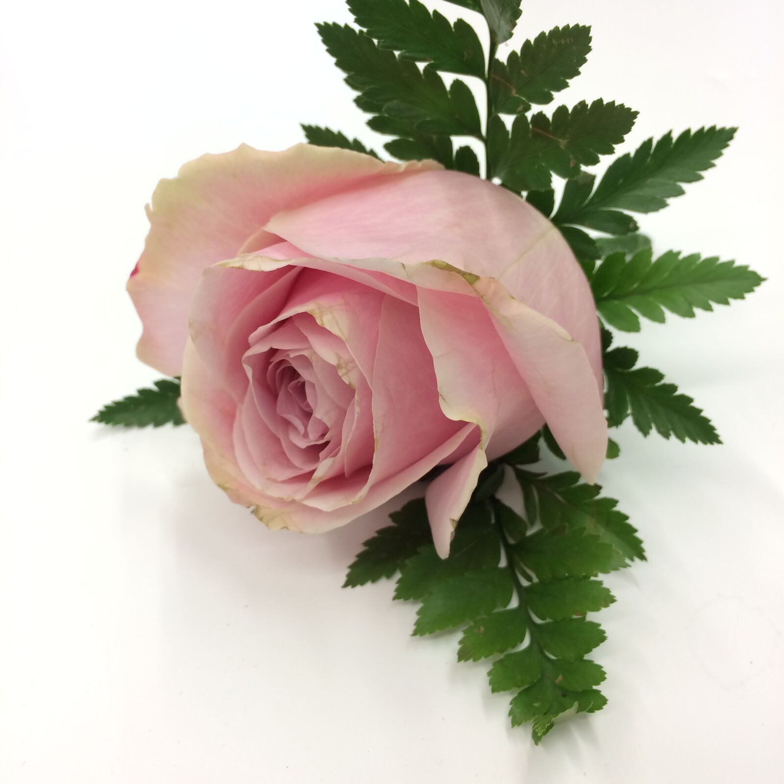 iPhone 5s back camera 4.15mm f/2.2 sample photo. Rose, pink, pale photography