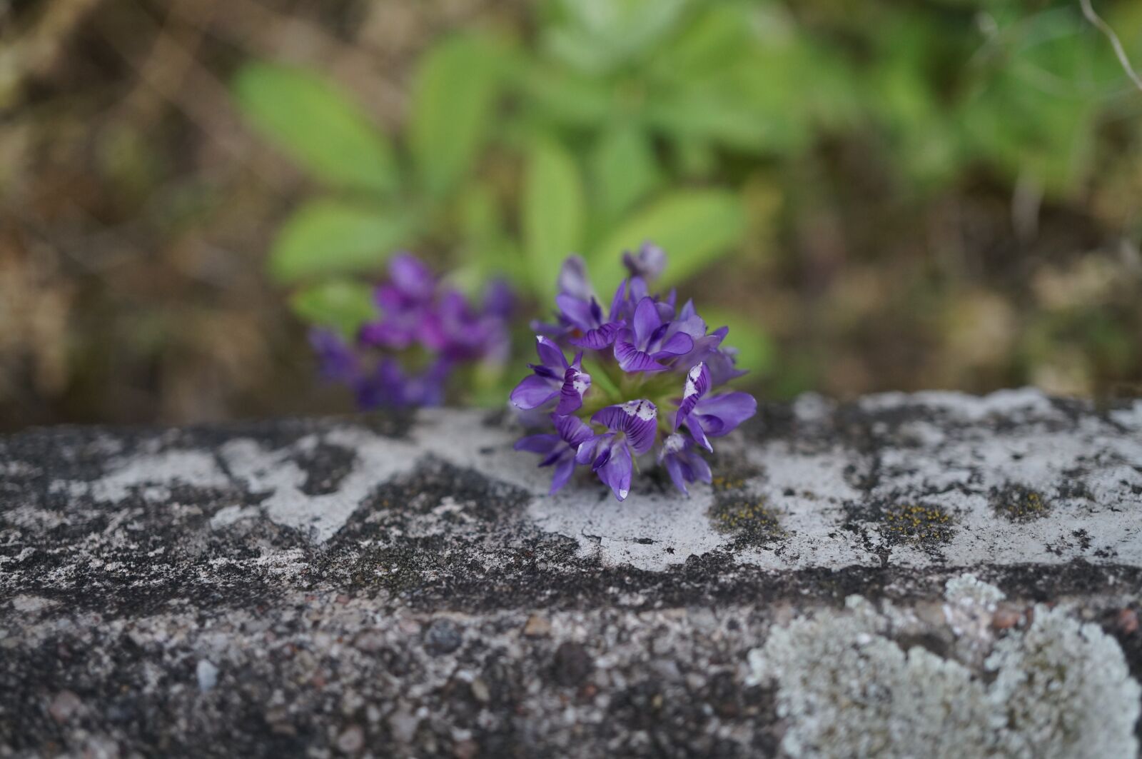 Sony Alpha NEX-3N + Sony E 30mm F3.5 Macro sample photo. Flower, stone, wall photography