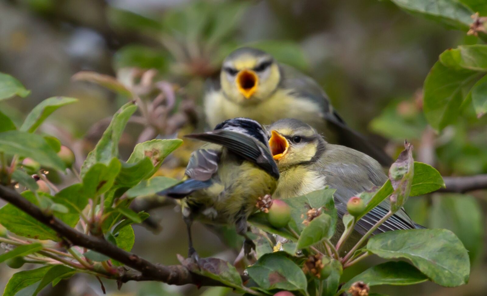 Canon EOS 5D Mark III sample photo. Fledgling blue tit, baby photography