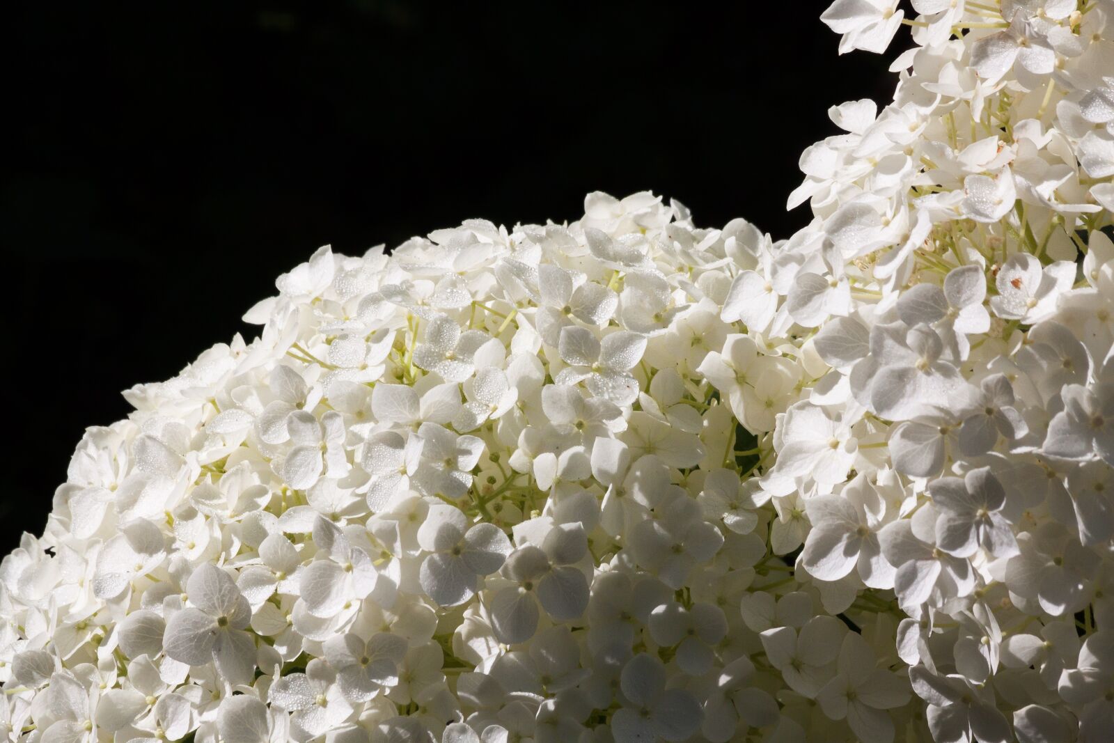 Canon EOS 50D sample photo. Hydrangea, genus, greenhouse hydrangea photography