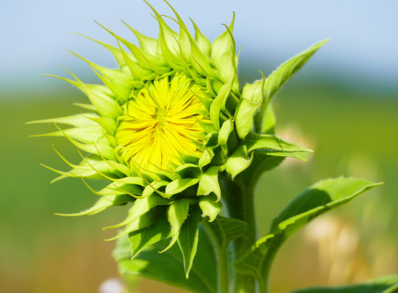 Panasonic Lumix DMC-FZ1000 sample photo. Sunflower, young, green photography