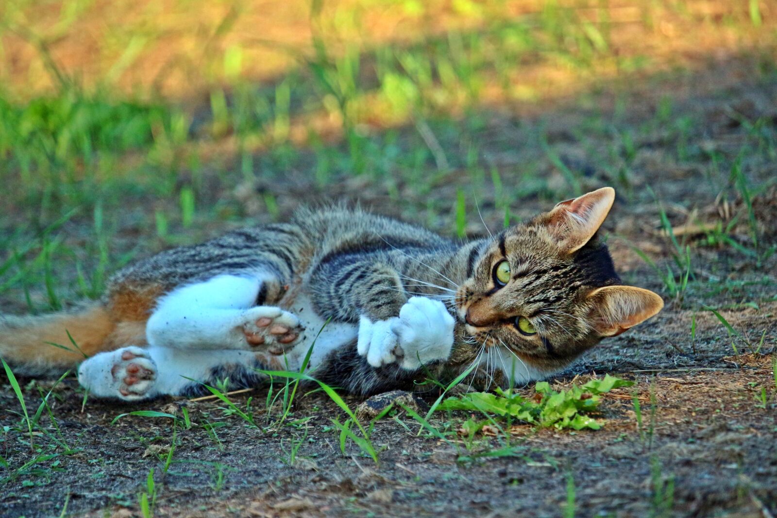 Canon EOS 100D (EOS Rebel SL1 / EOS Kiss X7) sample photo. Mieze, cat, kitten photography