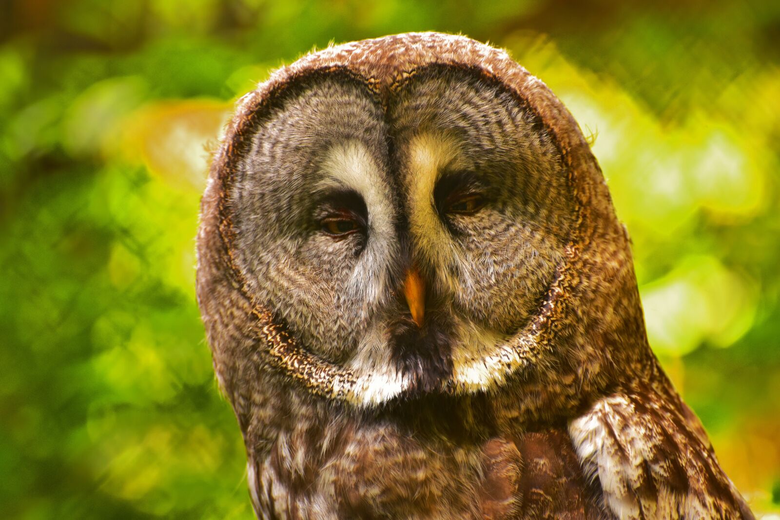 Nikon D750 sample photo. Owl, eyes, bird photography