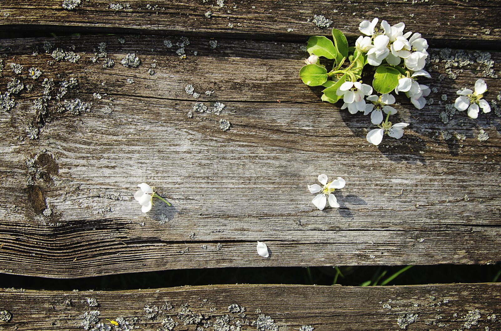 Nikon D7000 sample photo. White flowers, bloom, apple photography