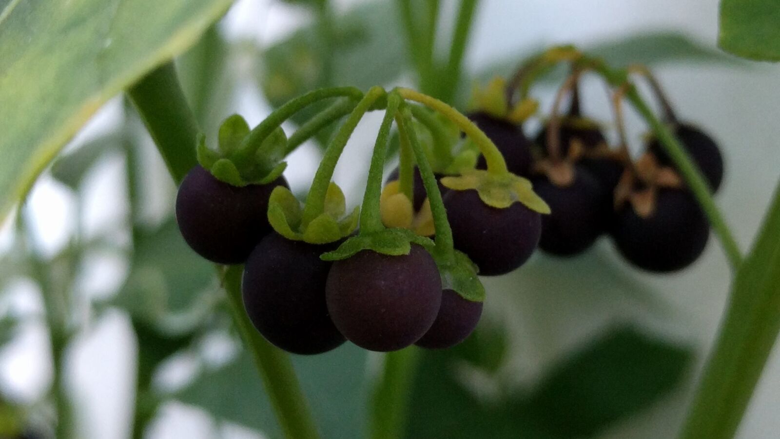 LG Nexus 5X sample photo. Black nightshade, fruit, seoul photography