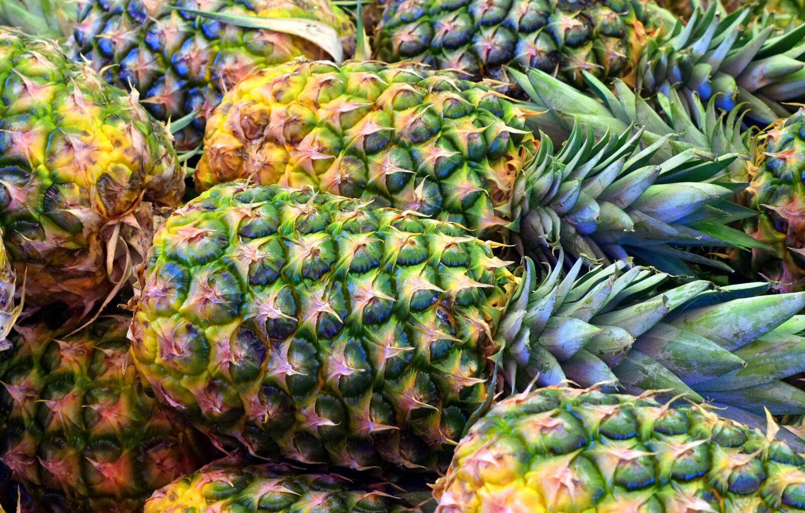 Sony Alpha a5000 (ILCE 5000) + Sony E 55-210mm F4.5-6.3 OSS sample photo. Pineapple, fruit photography