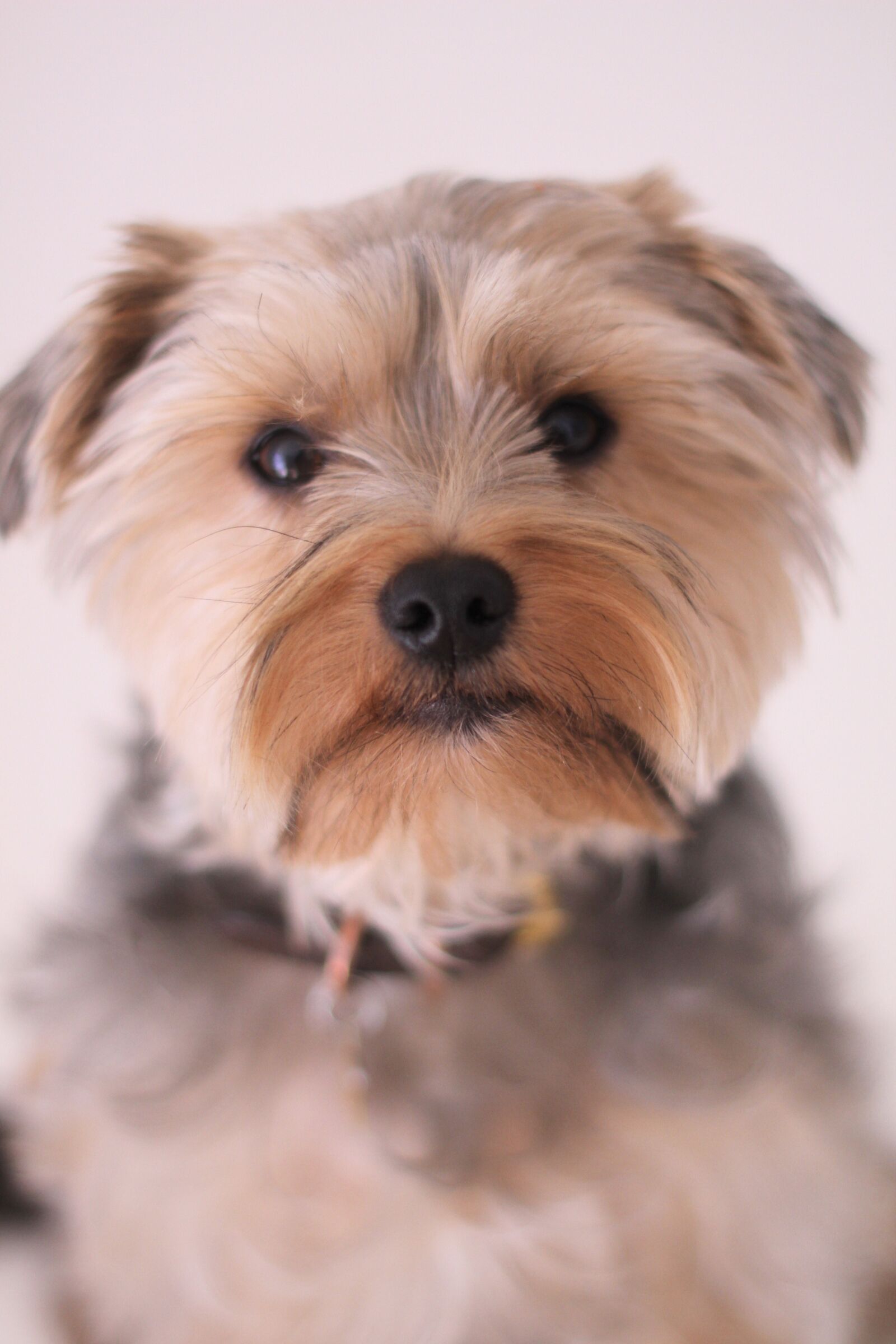 Canon EOS 7D sample photo. Dog, yorkshire terrier, paris photography