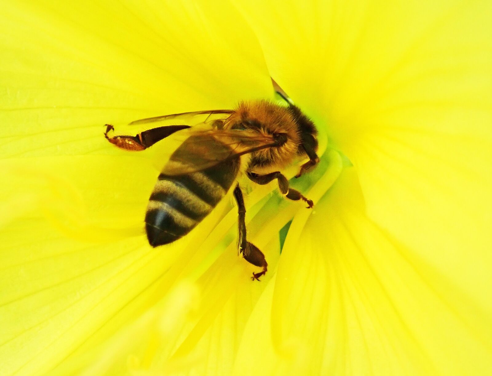 Olympus TG-5 sample photo. Bee, insect, pollen photography