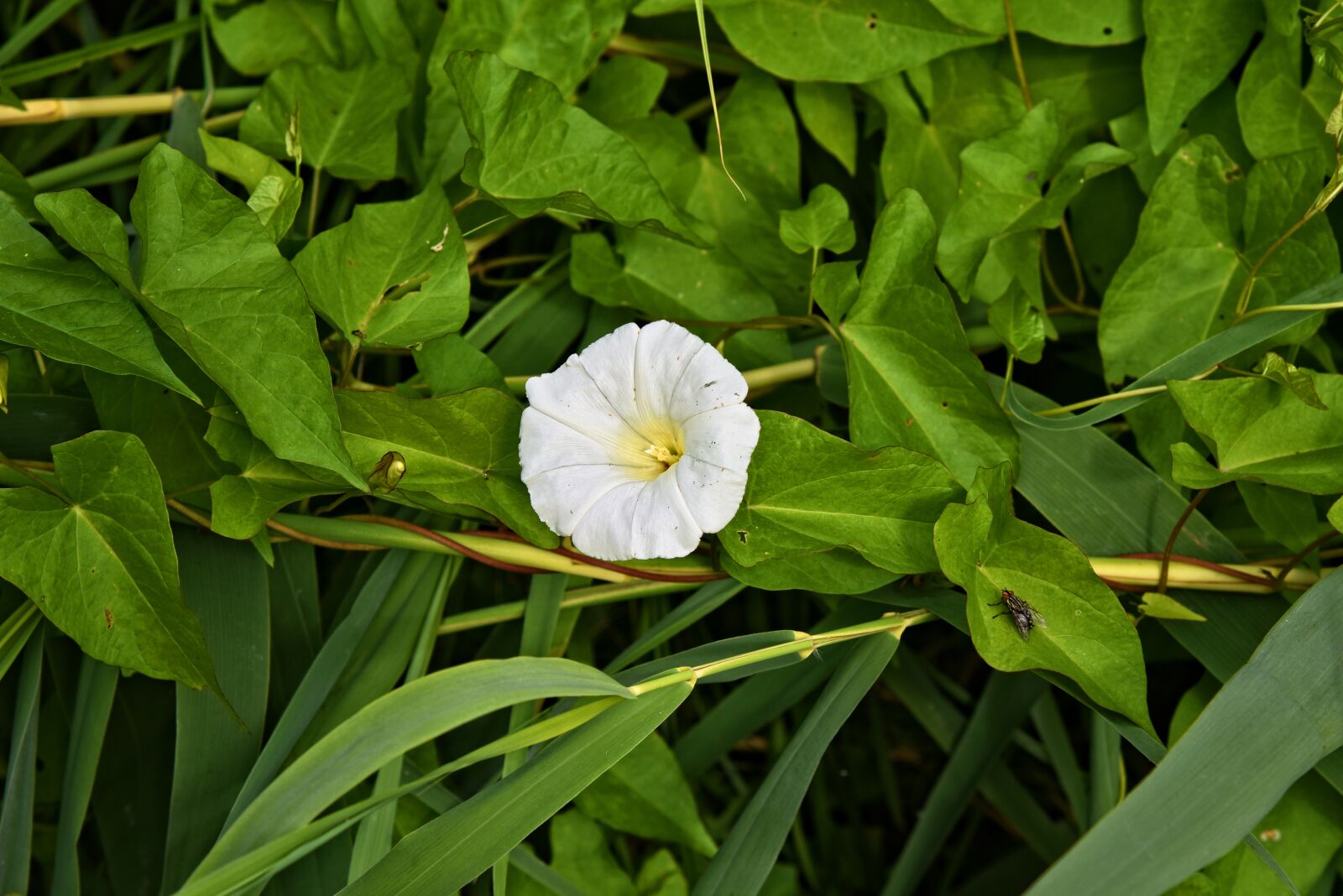Nikon D750 sample photo. Hedge bindweed, flower, plant photography