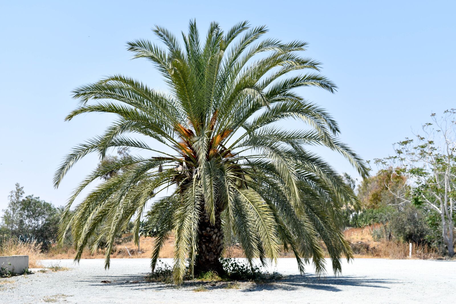 Nikon D7200 sample photo. Palma, holidays, summer photography
