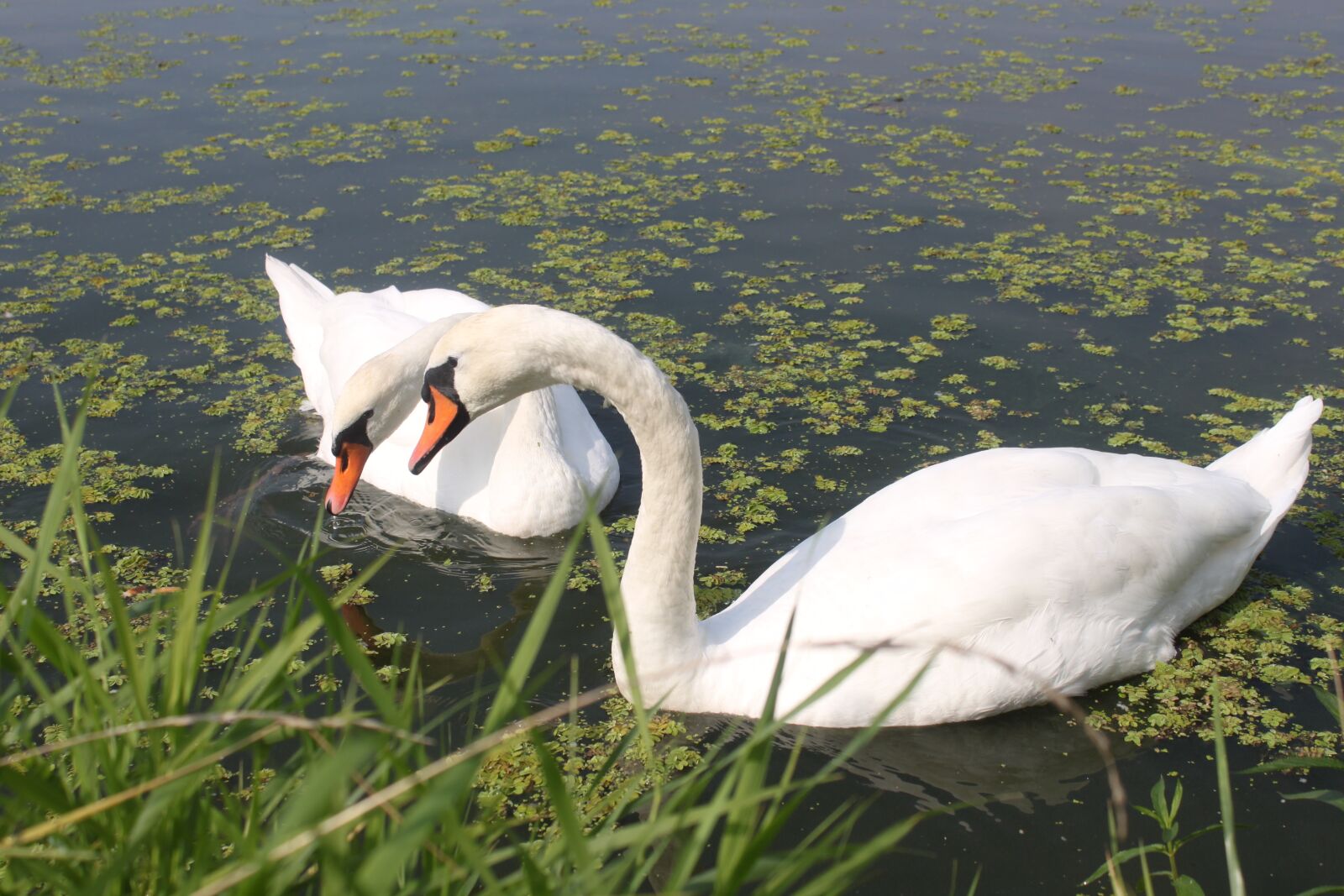 Canon EOS 500D (EOS Rebel T1i / EOS Kiss X3) sample photo. Swans, birds, amp shipping photography