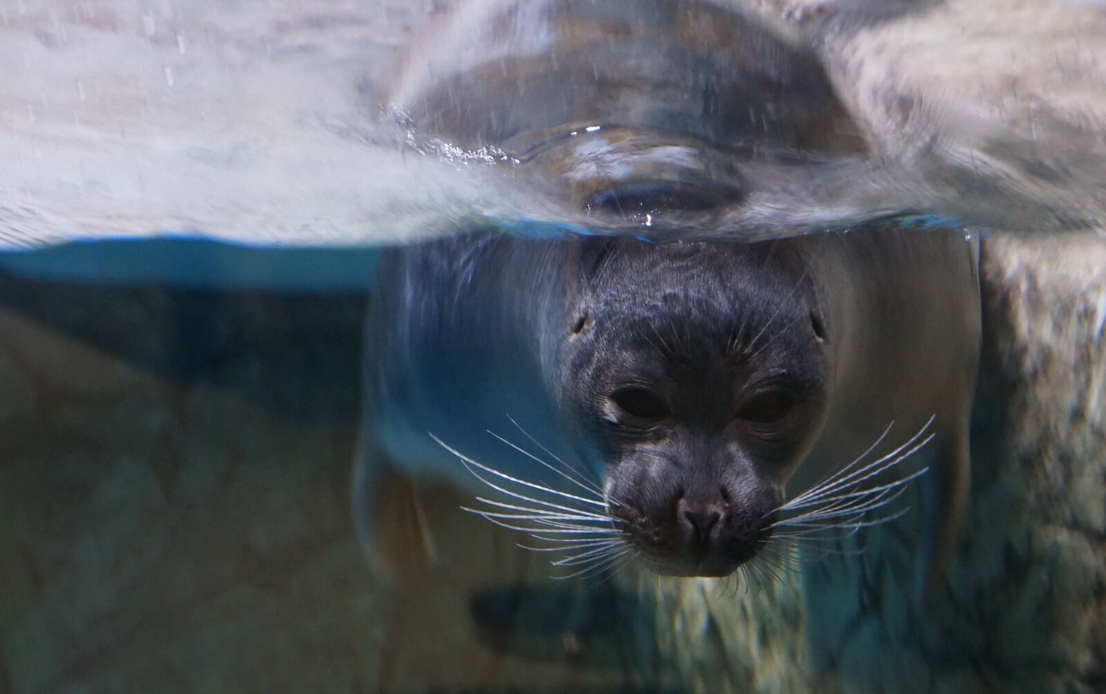 Sony Alpha NEX-F3 sample photo. Seal, fur seal, swims photography