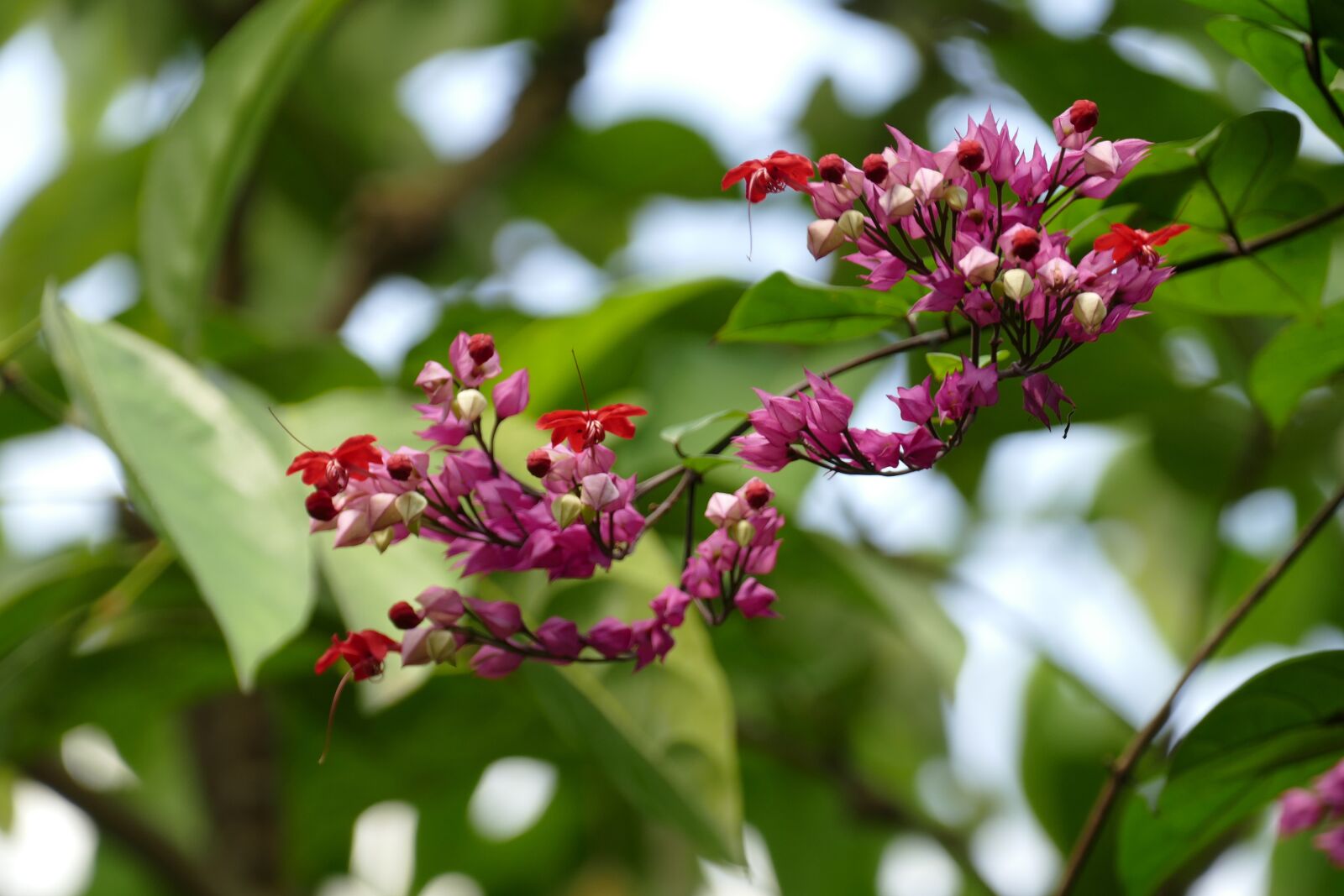 Panasonic Lumix DMC-FZ1000 sample photo. Flower, tropical flower, gondwanaland photography