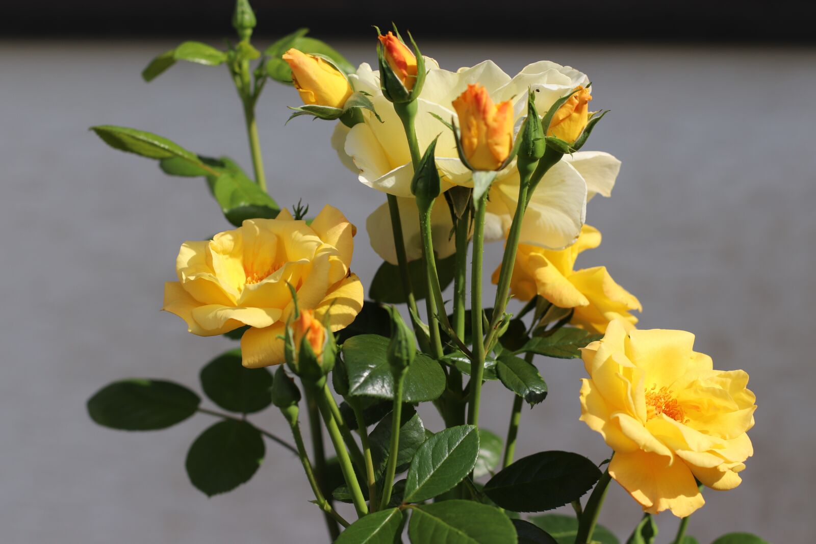 Canon EF 50mm F1.4 USM sample photo. Rose, rosebush, flowers photography
