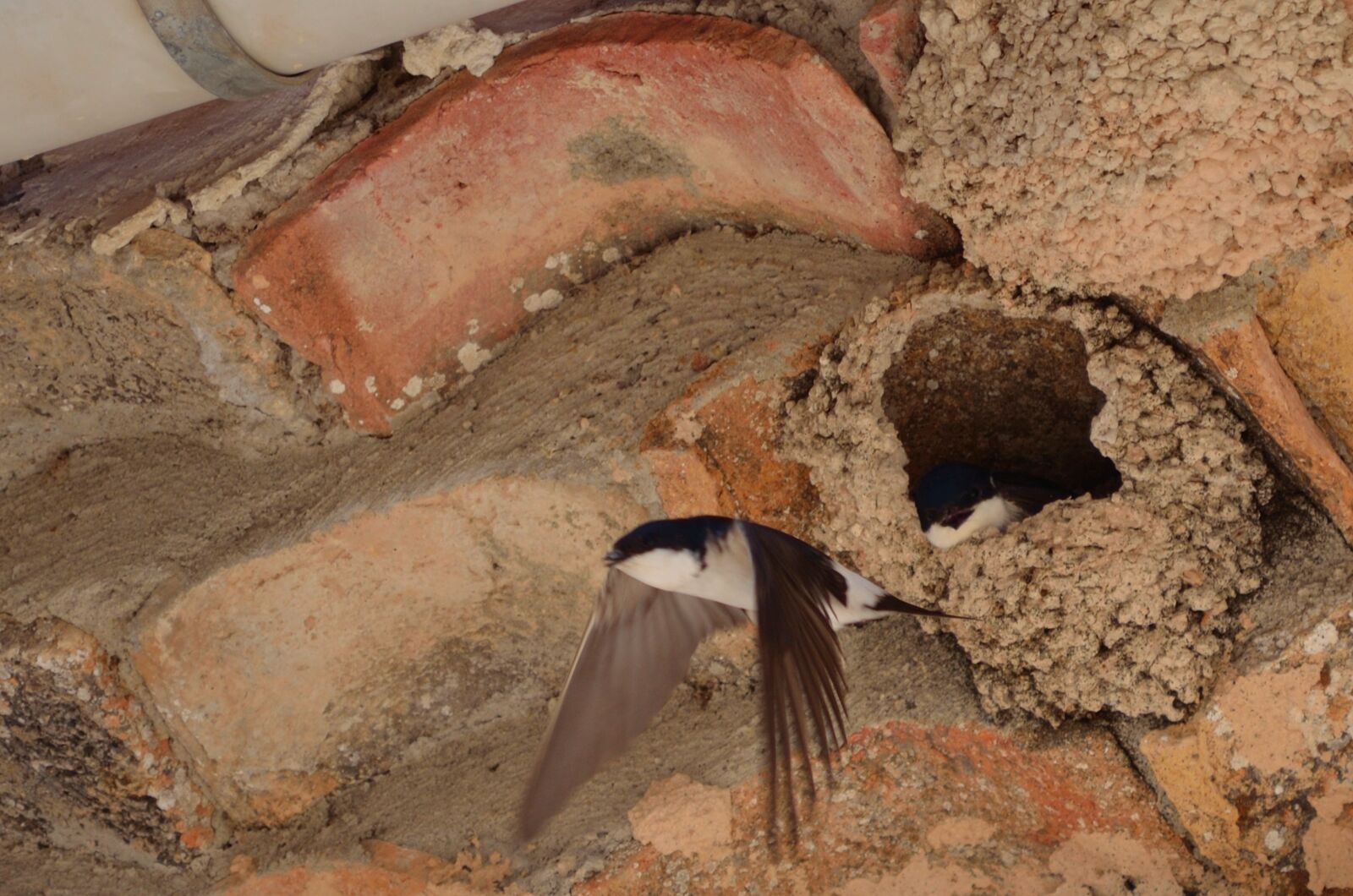 Nikon D5100 sample photo. Swallows, nest, ave photography