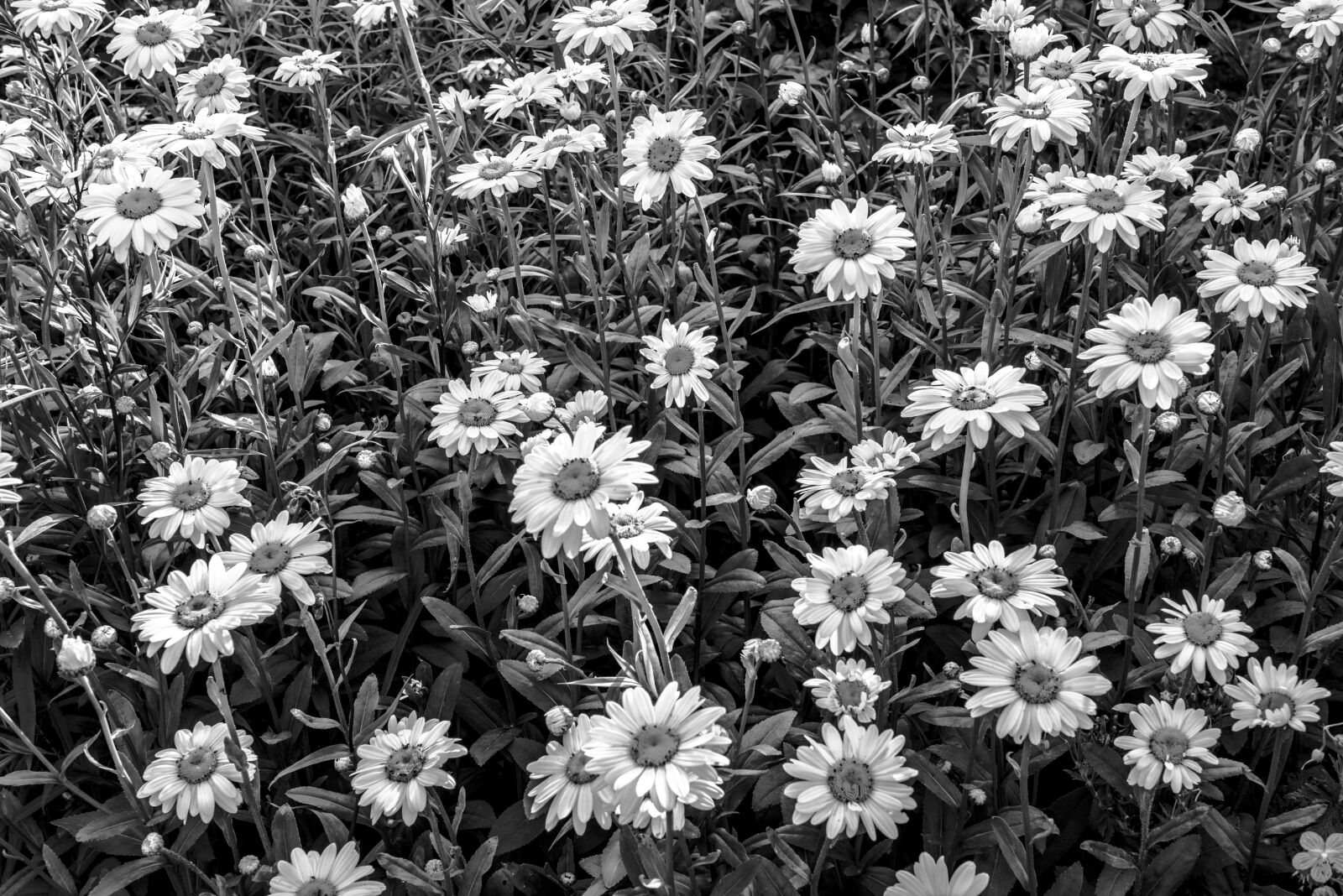 Nikon D810 sample photo. Daisy, daisies, flower photography