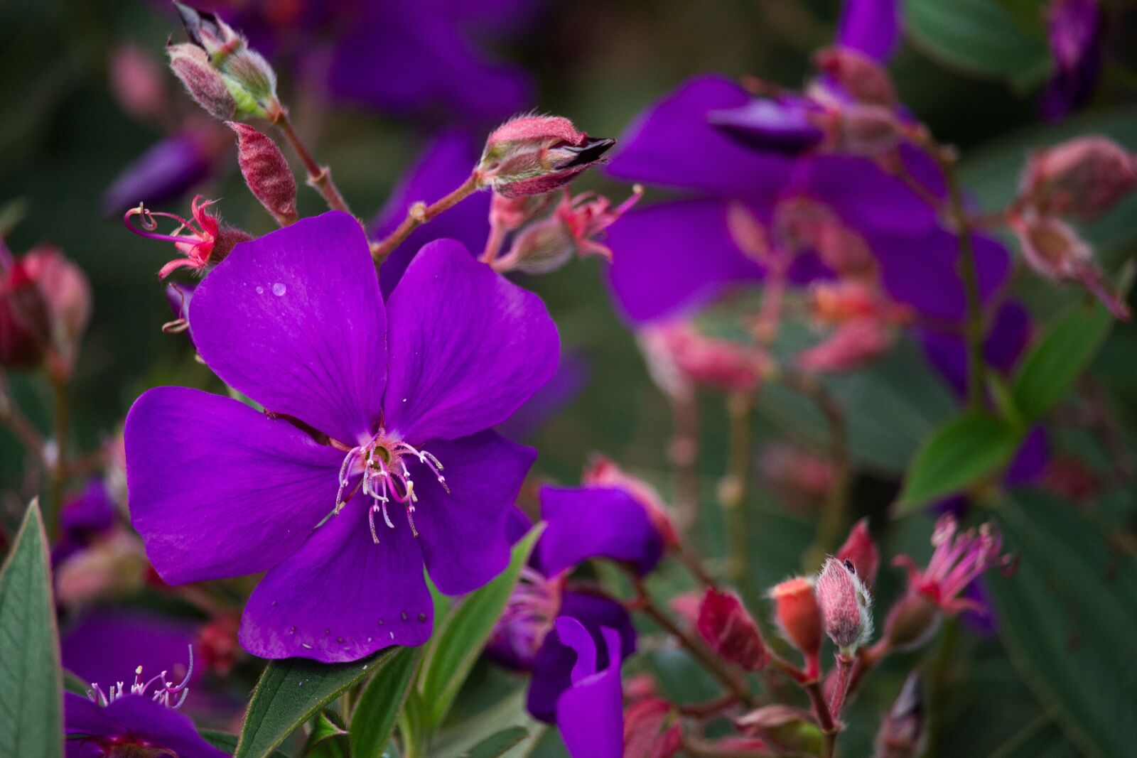 Canon EOS 1100D (EOS Rebel T3 / EOS Kiss X50) sample photo. Flower, nature, violet photography