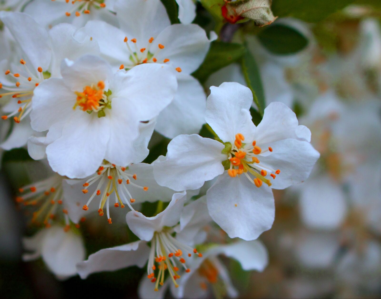 Canon EOS 70D sample photo. Flower, spring, fresh photography