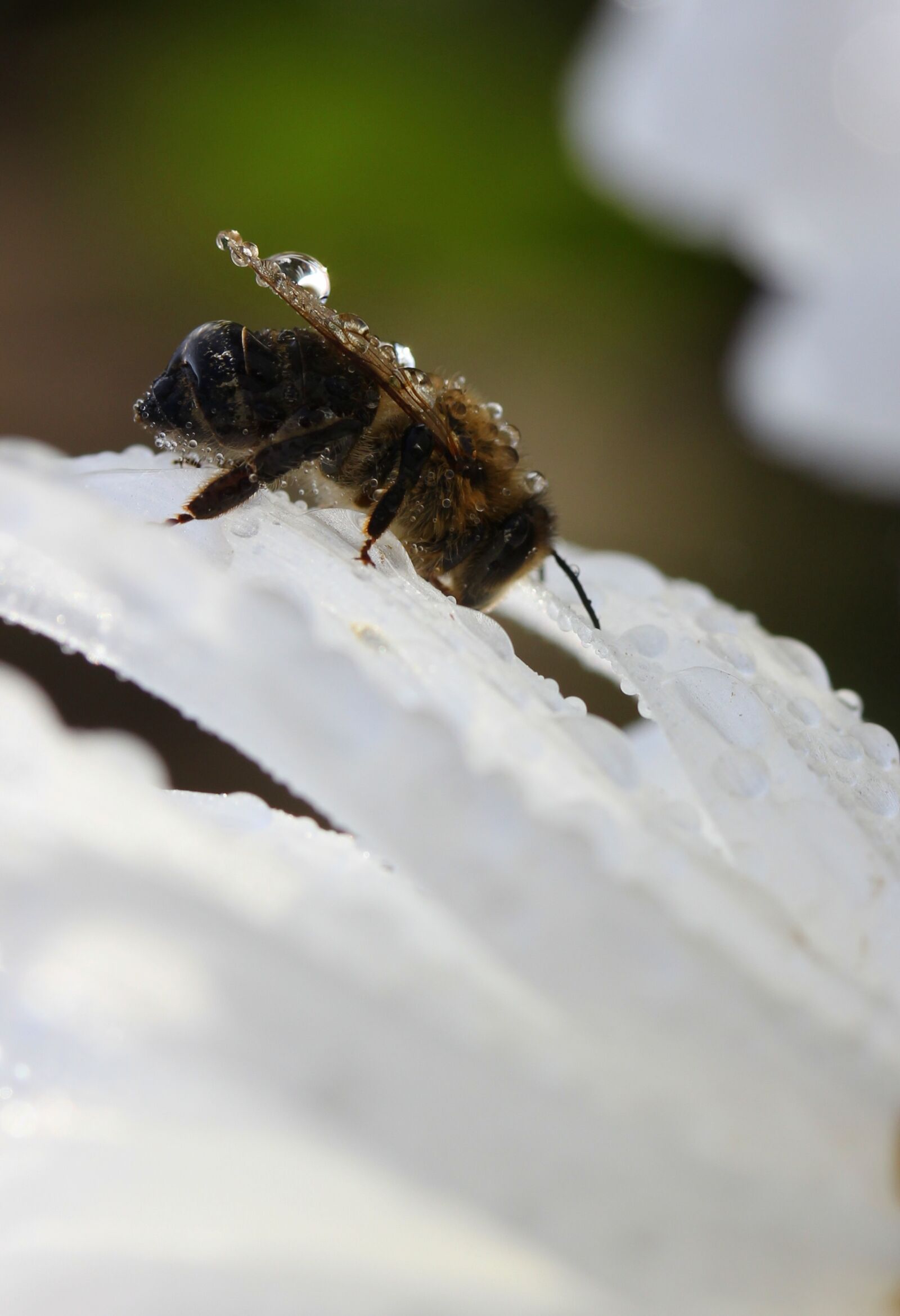 Canon EF-S 60mm F2.8 Macro USM sample photo. Bee, wet, drops photography