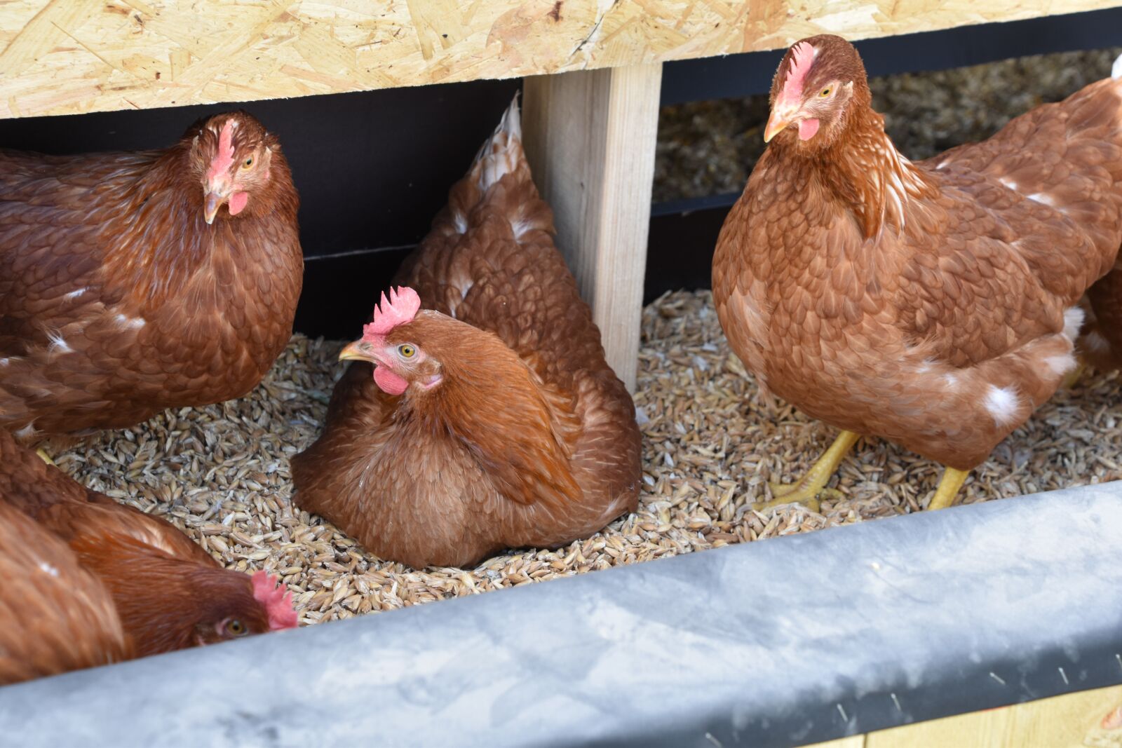 Nikon D5600 sample photo. Lay, hen, chicken photography