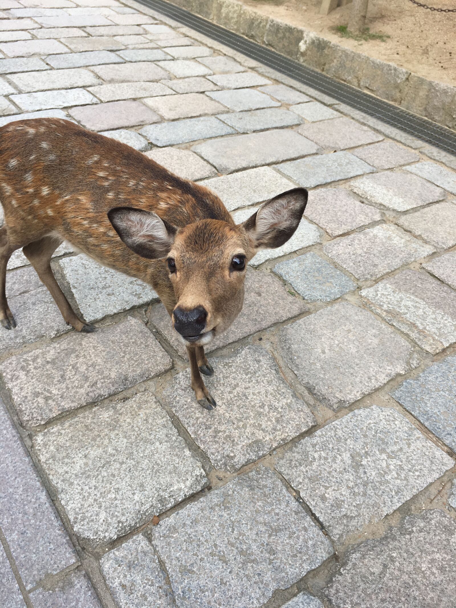 Apple iPhone 6s sample photo. Deer, park, japan photography