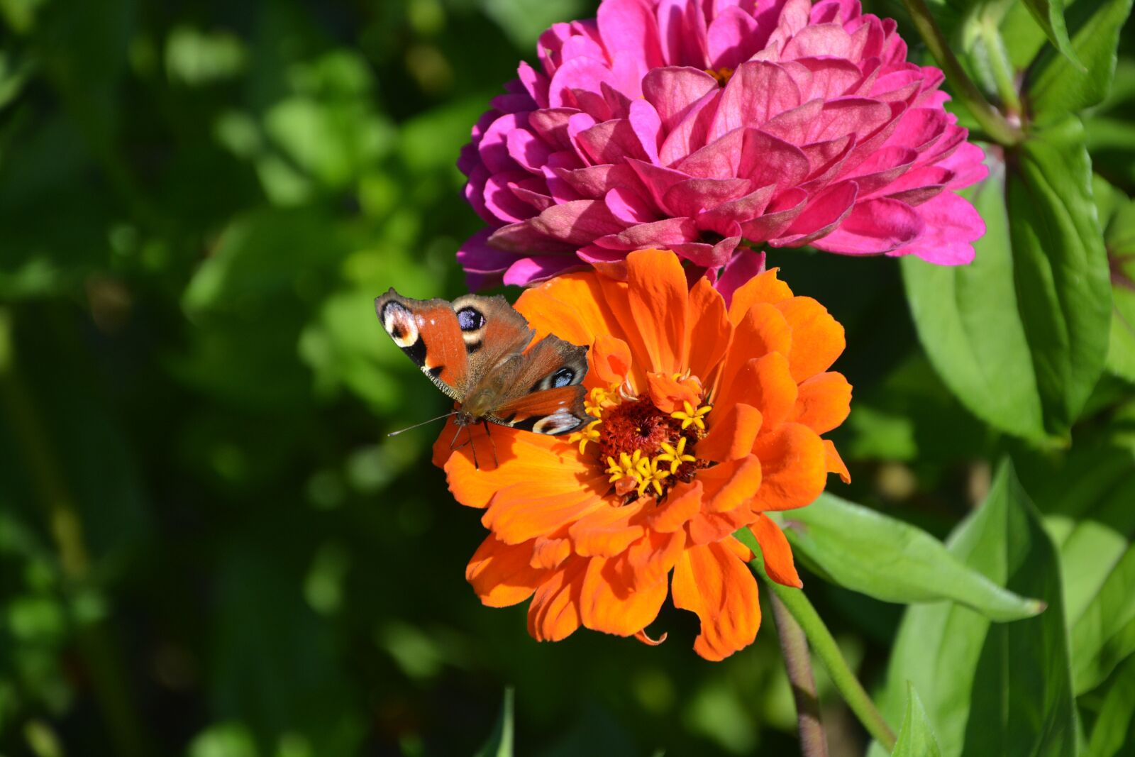 Nikon D5200 sample photo. Flowers, butterfly, nature photography